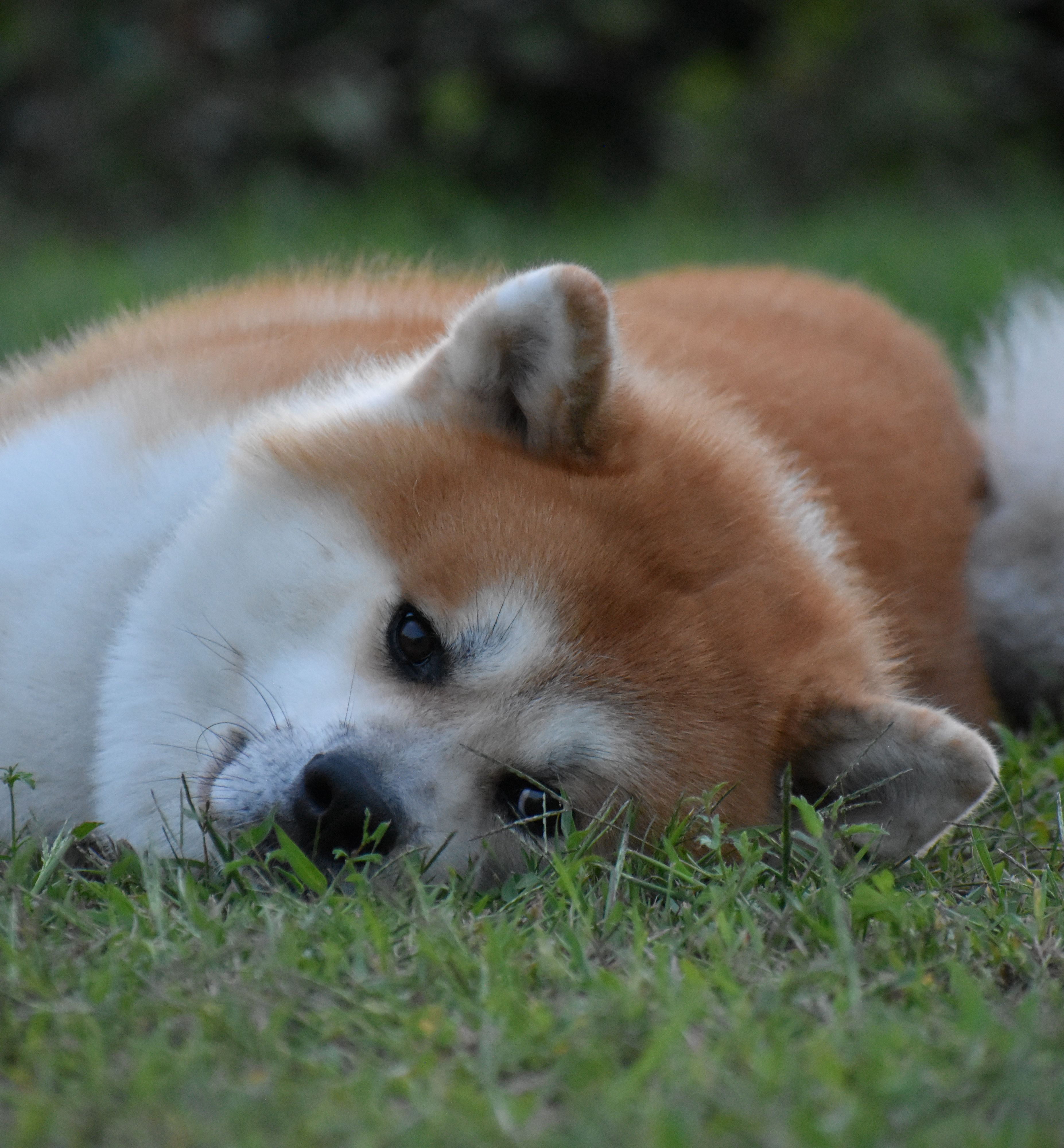 Taihei — foto 3