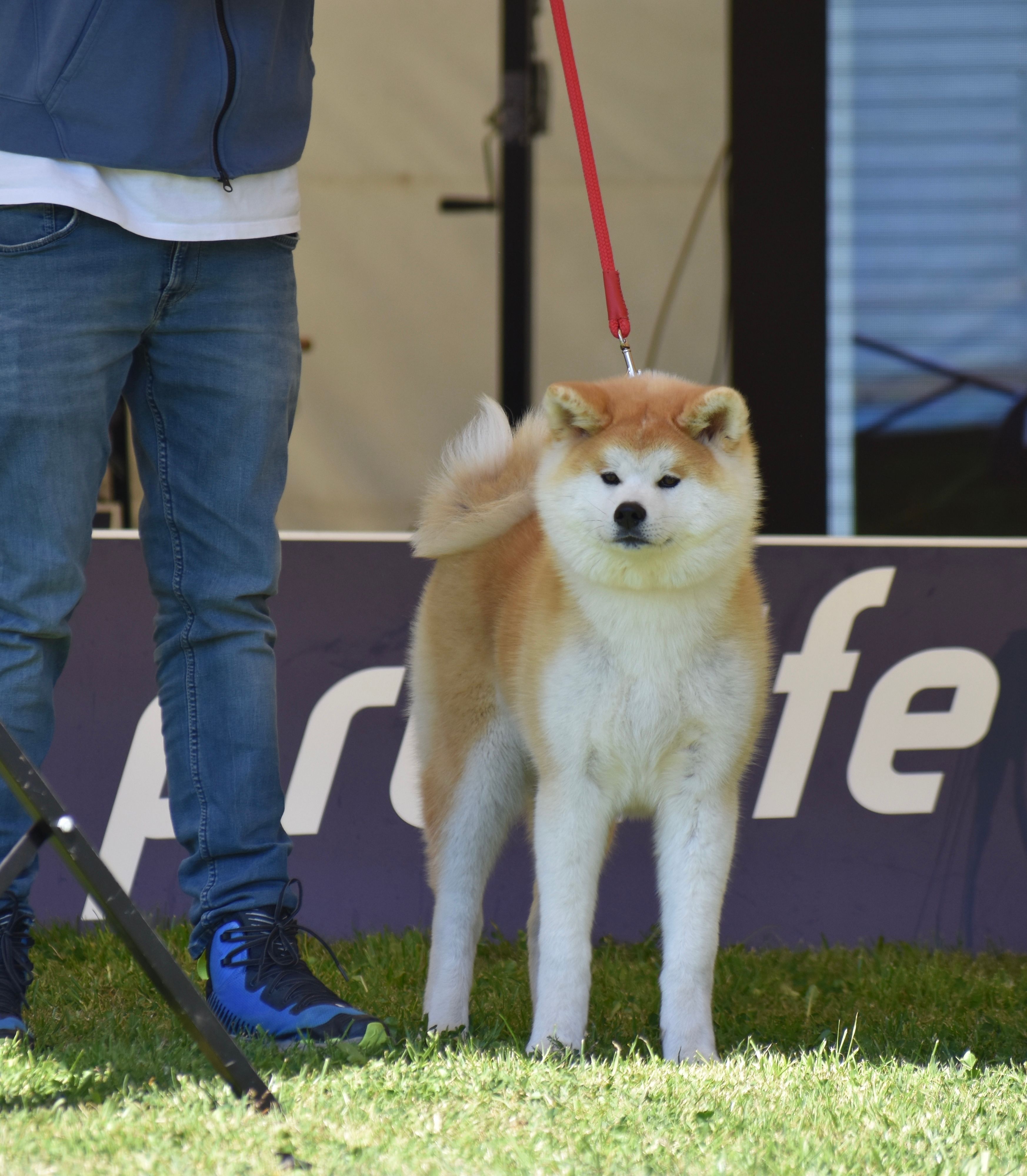 Akita in esposizione 91