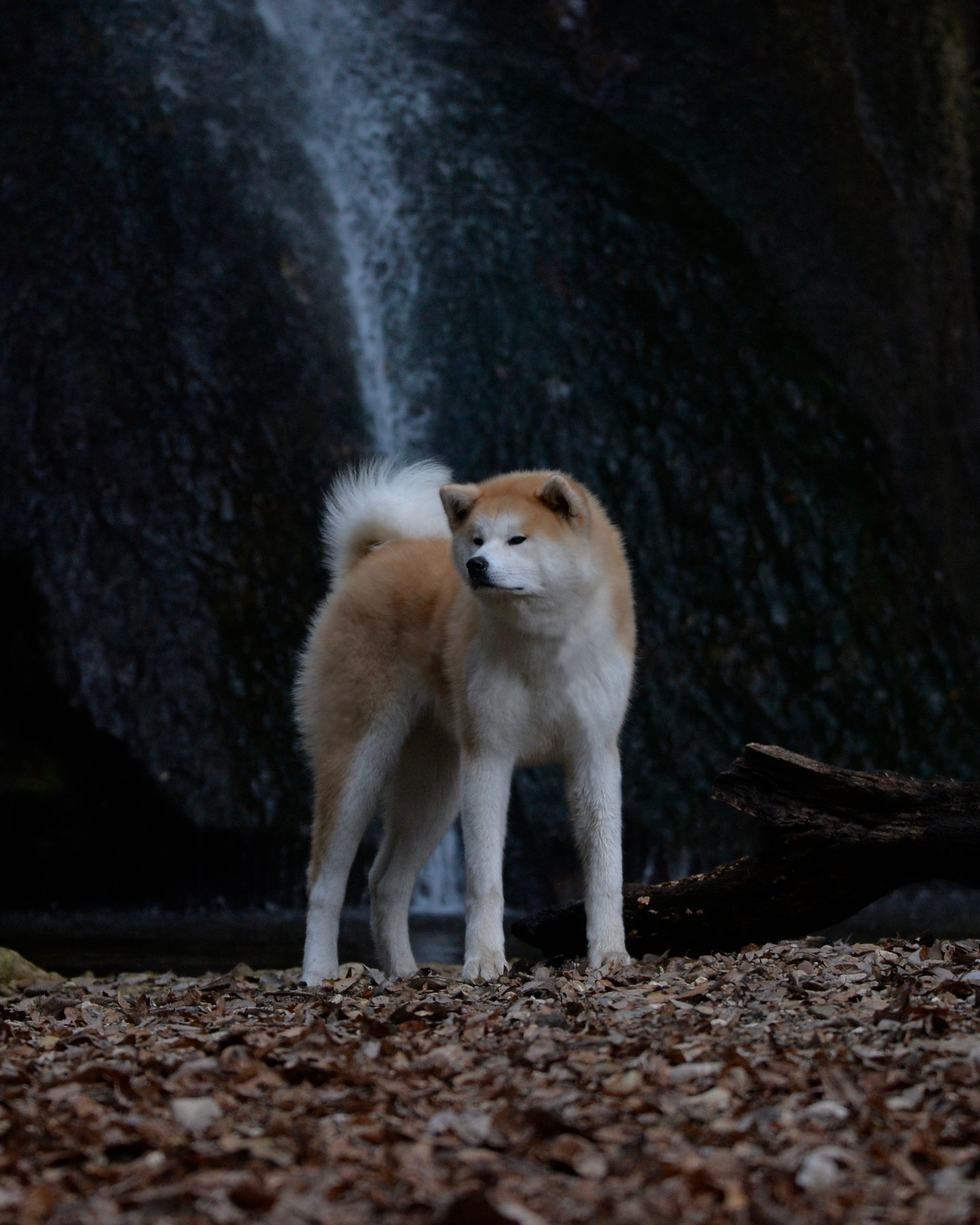 Mirai — foto 1