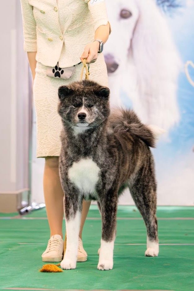 Akita in esposizione 67