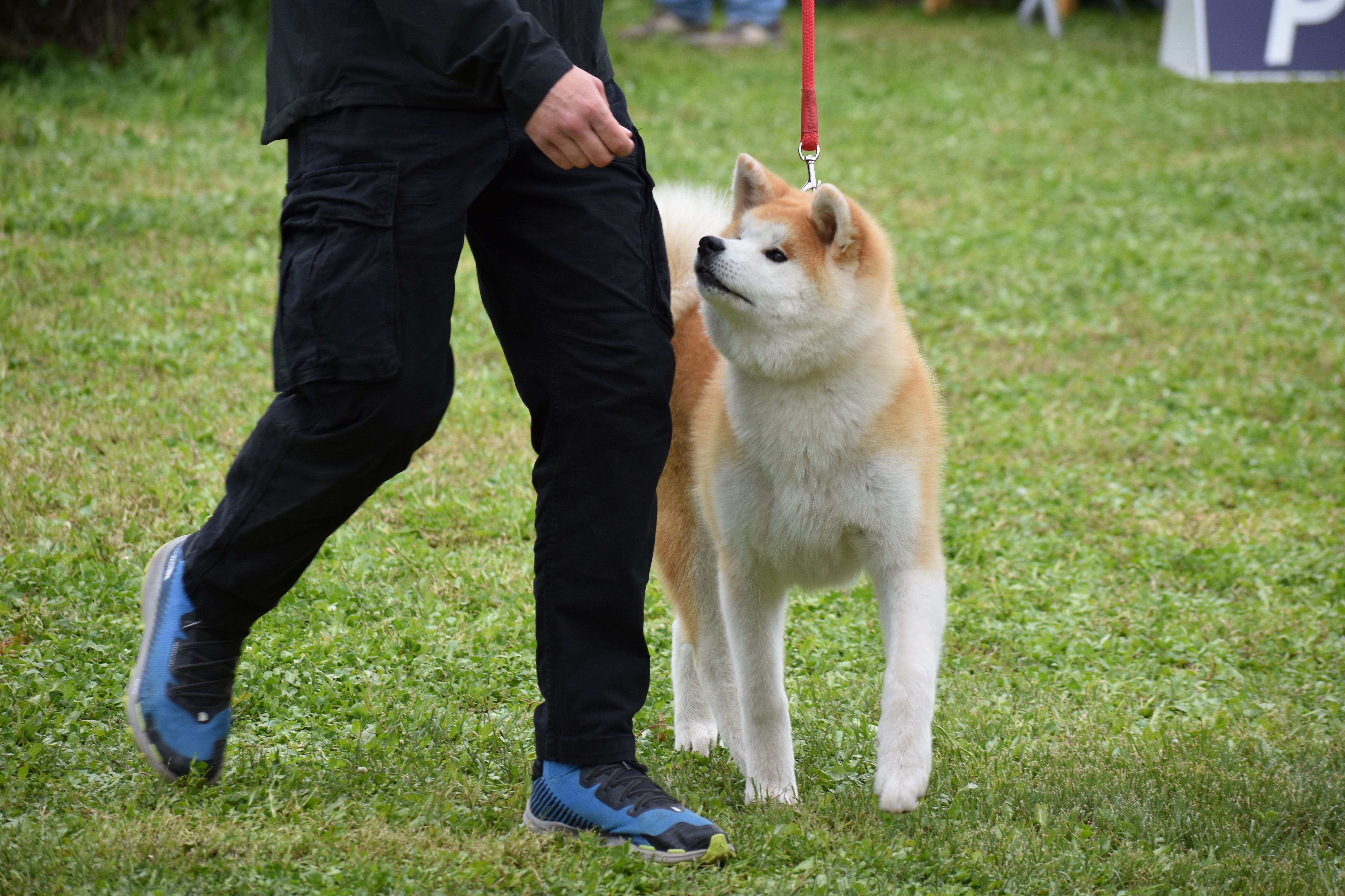 Akita in esposizione 94