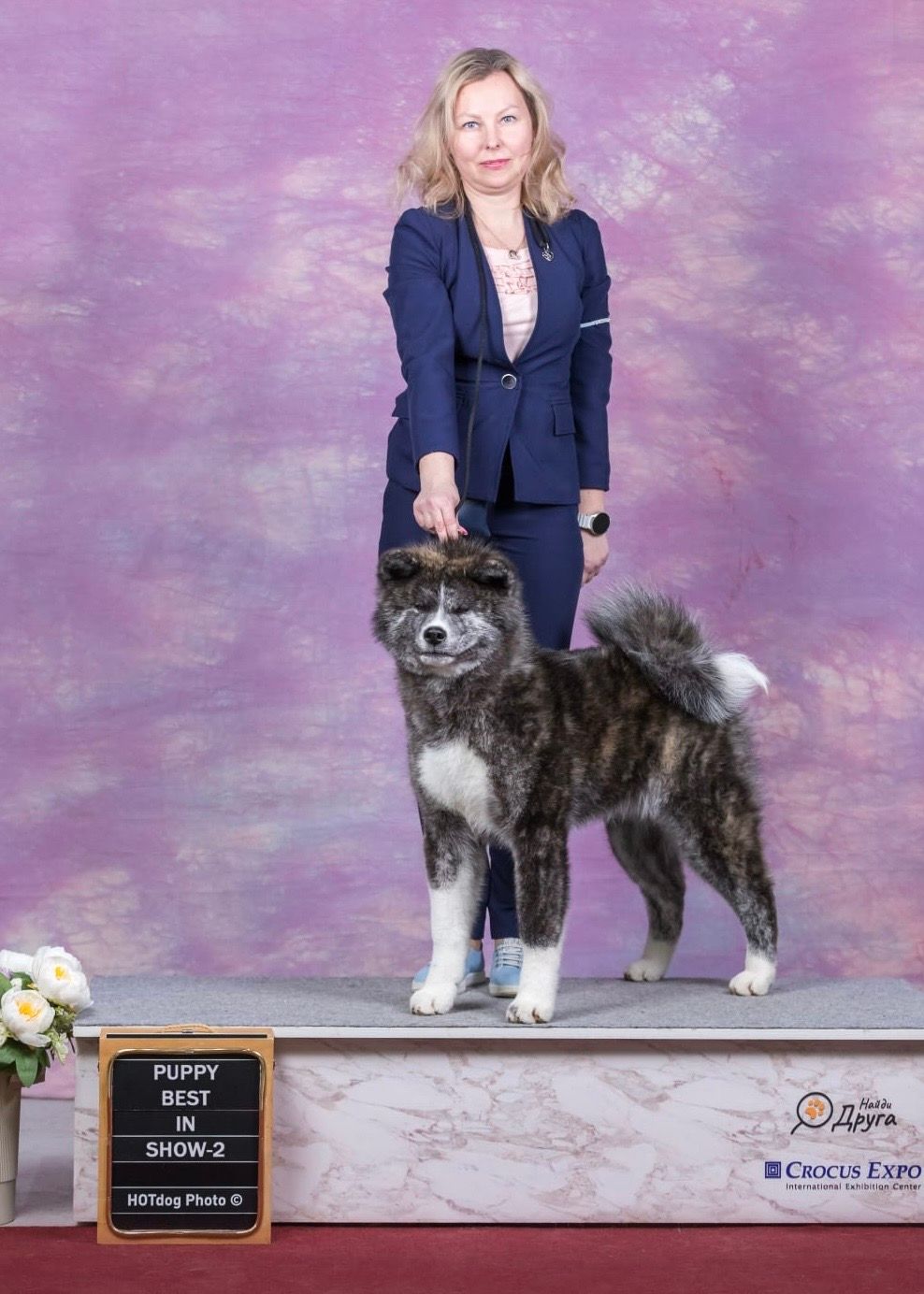 Akita in esposizione 1