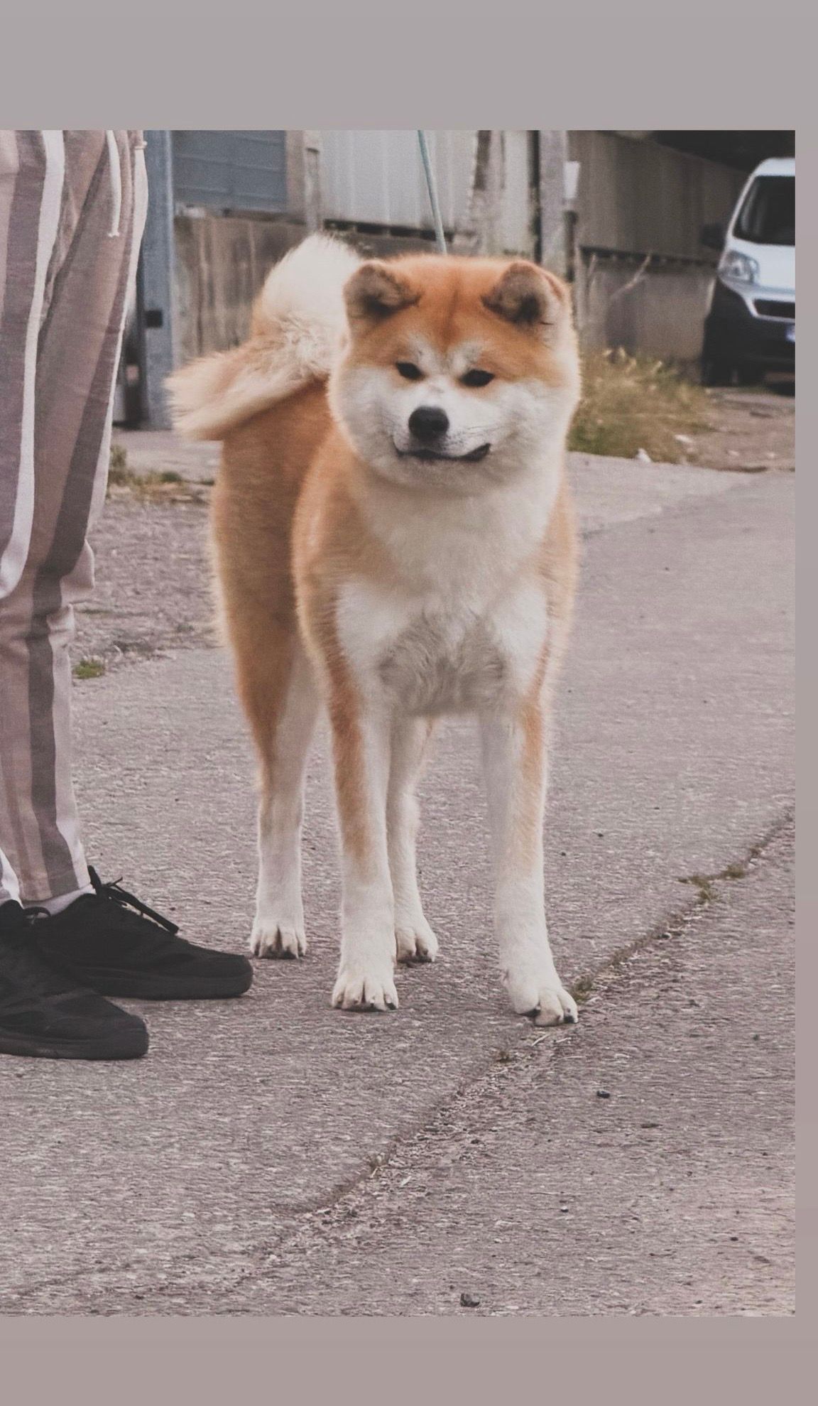 Fujiko — foto 5