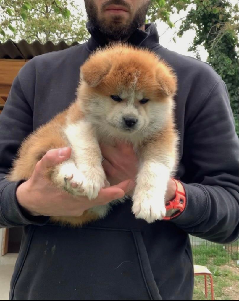 Kuma — foto 1