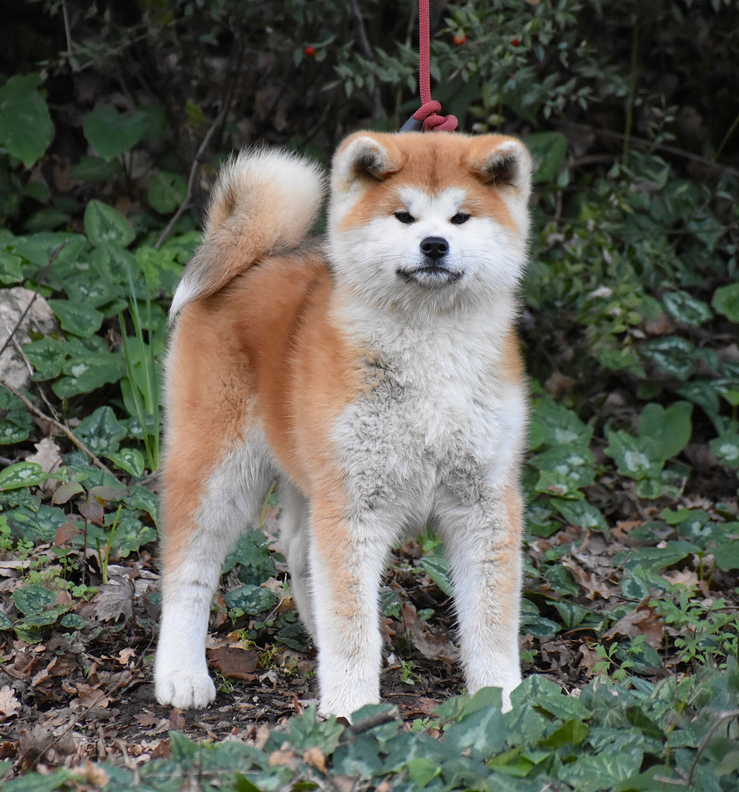 Toushou — foto 4