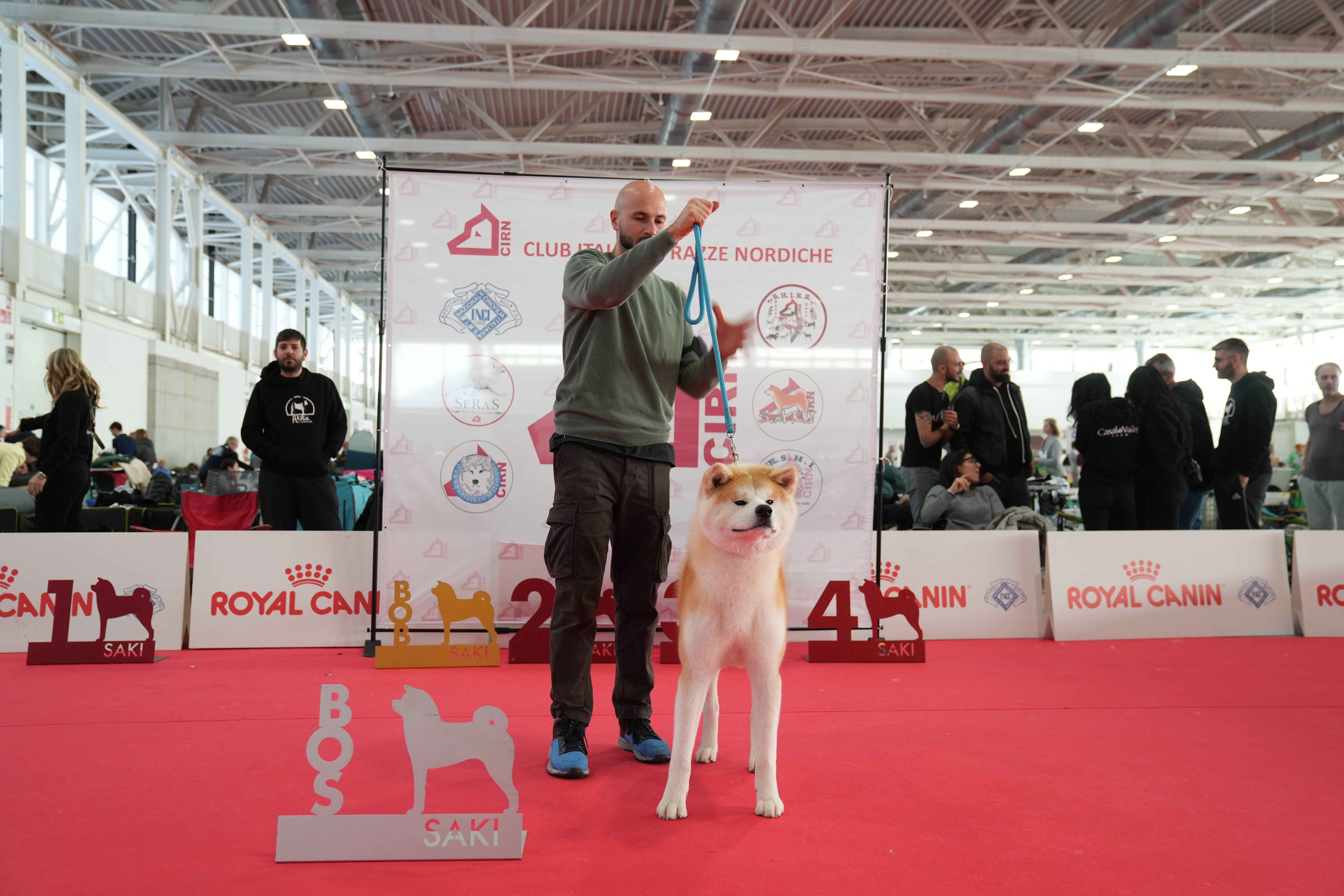 Akita in esposizione 18