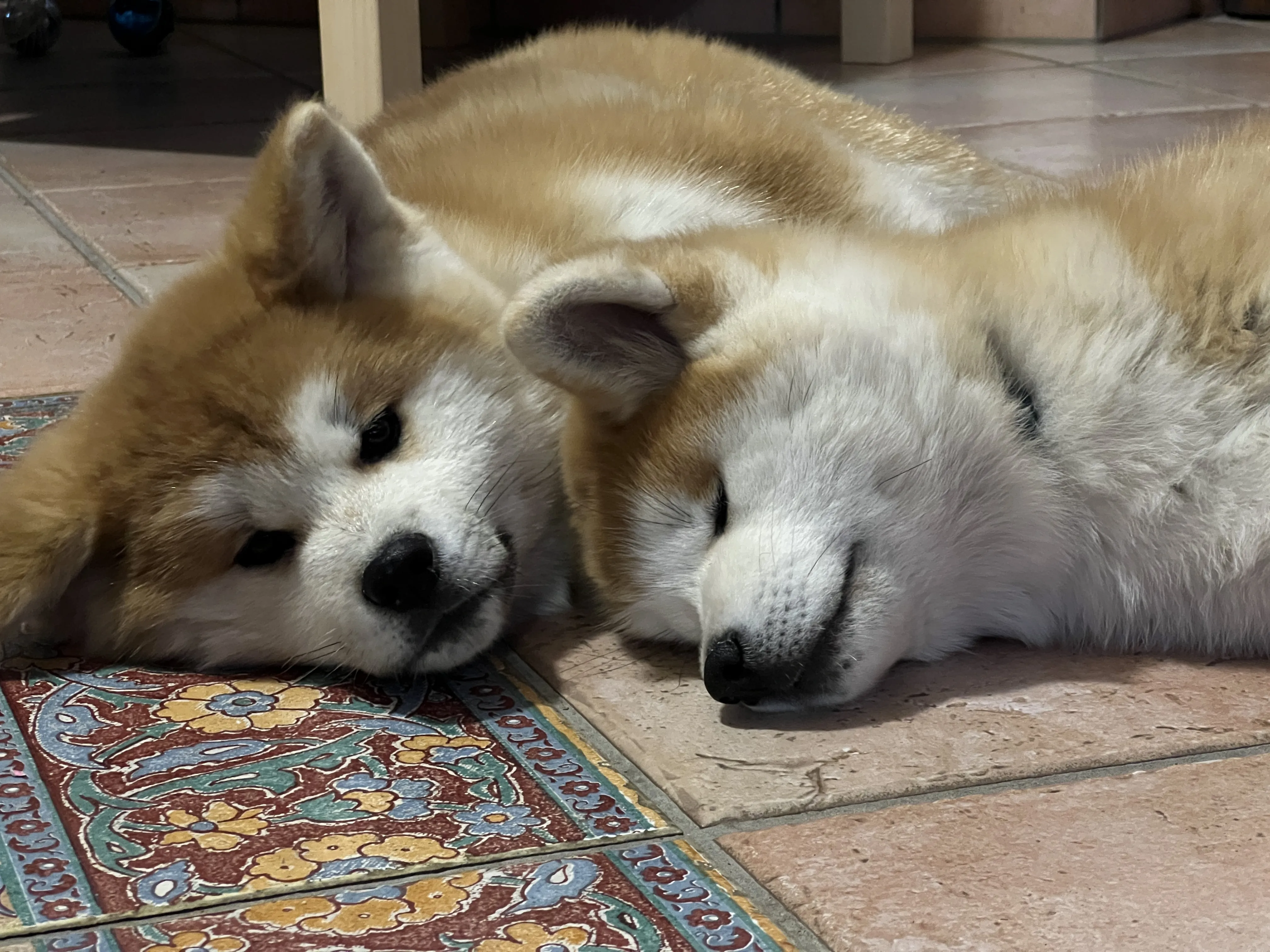 Akita in love 18