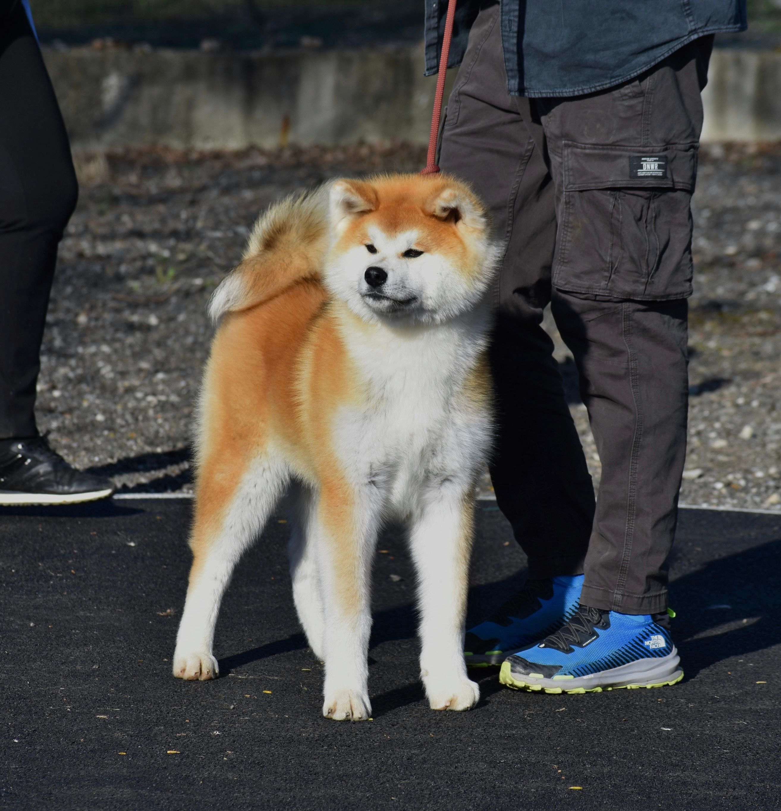 Akita in esposizione 15