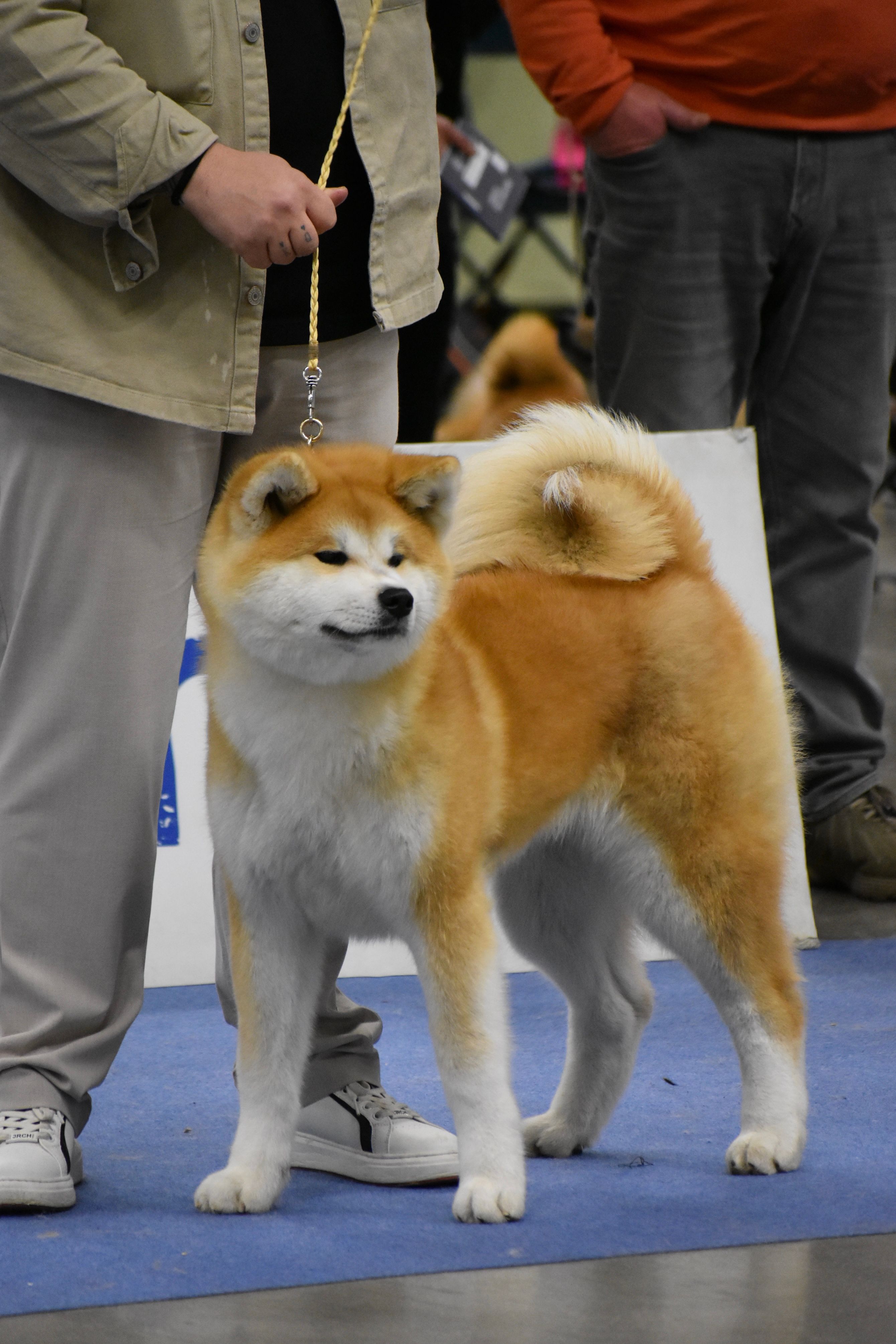 Akita in esposizione 11