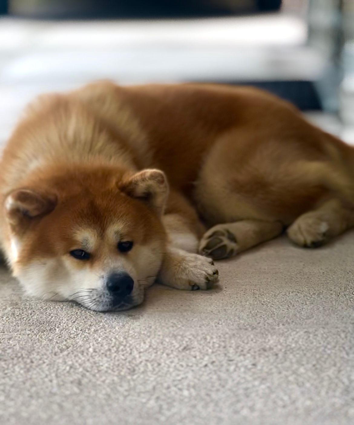 Taihei — foto 5
