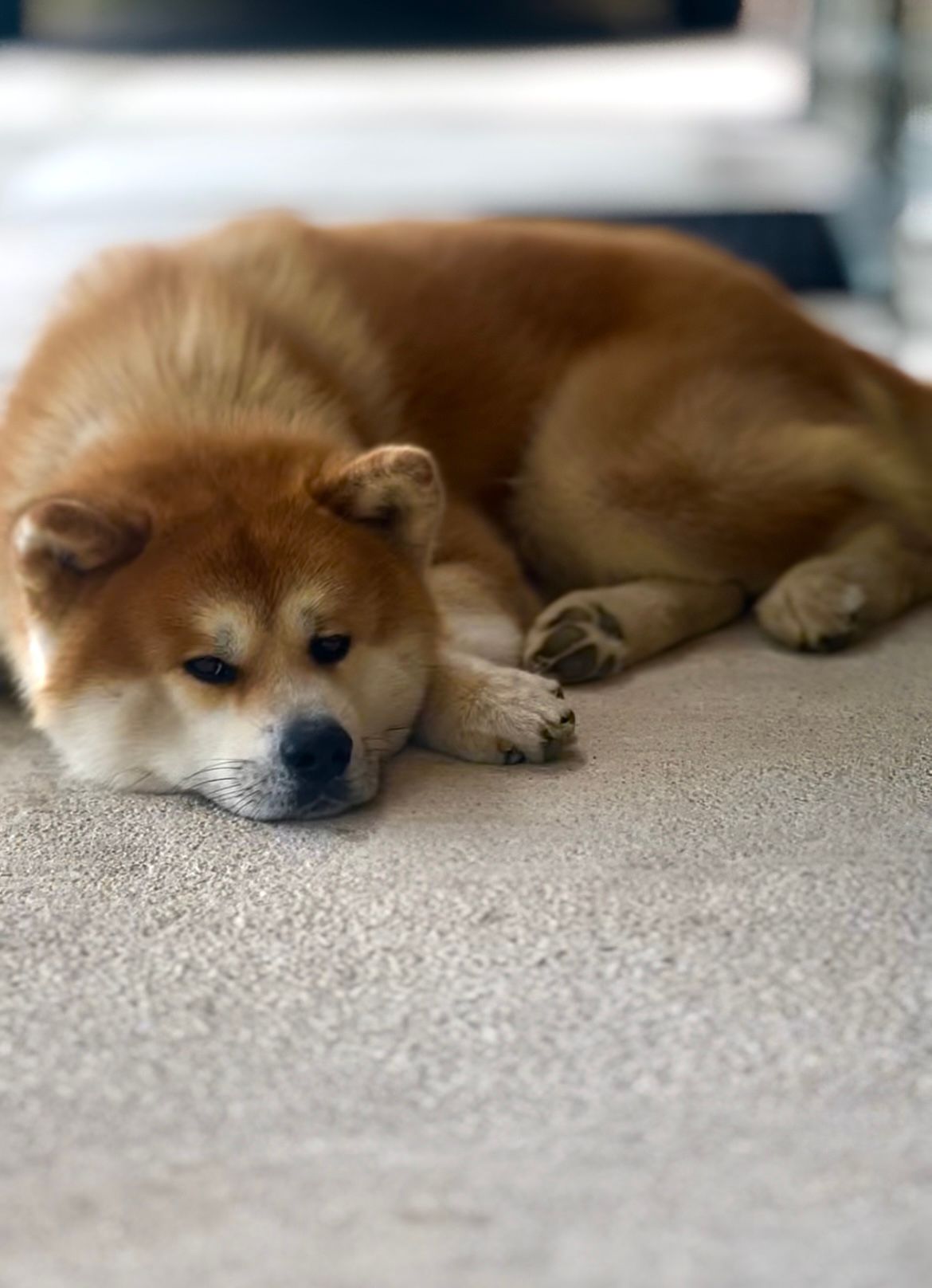 Taihei Shou — foto 6