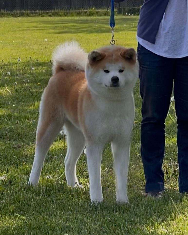 Akita in esposizione 56