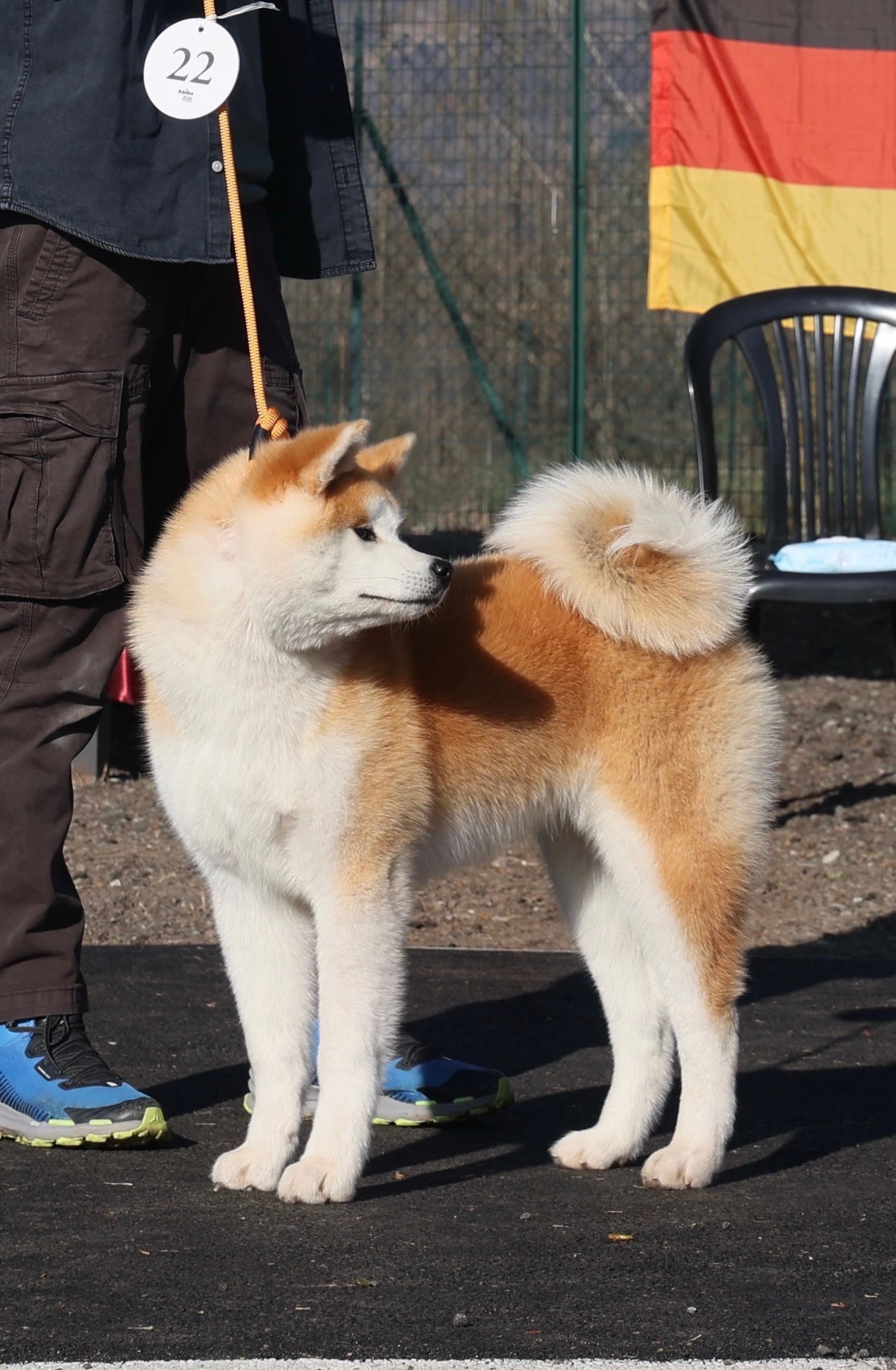 Akita in esposizione 89