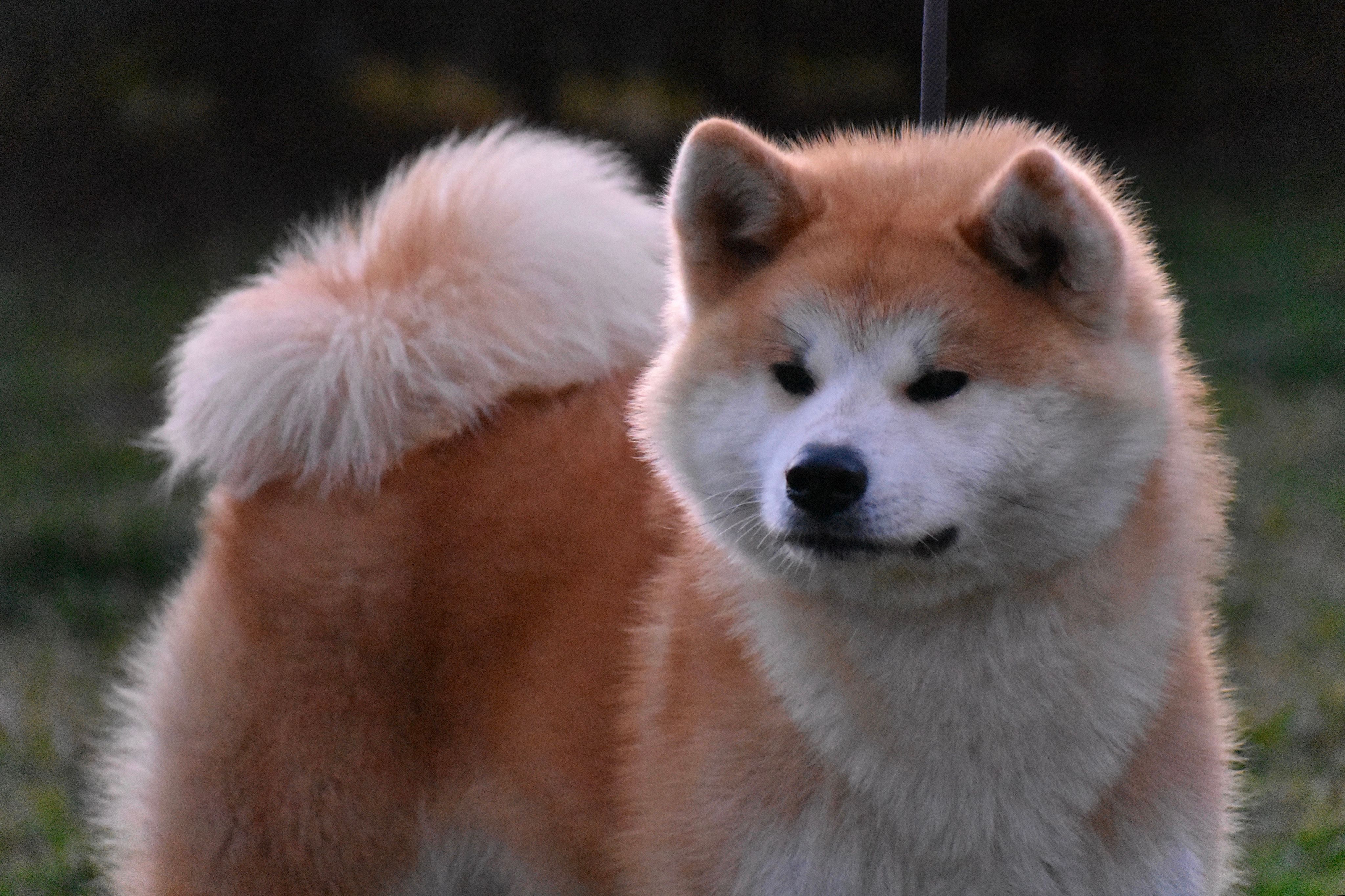 Kiyoko — foto 4