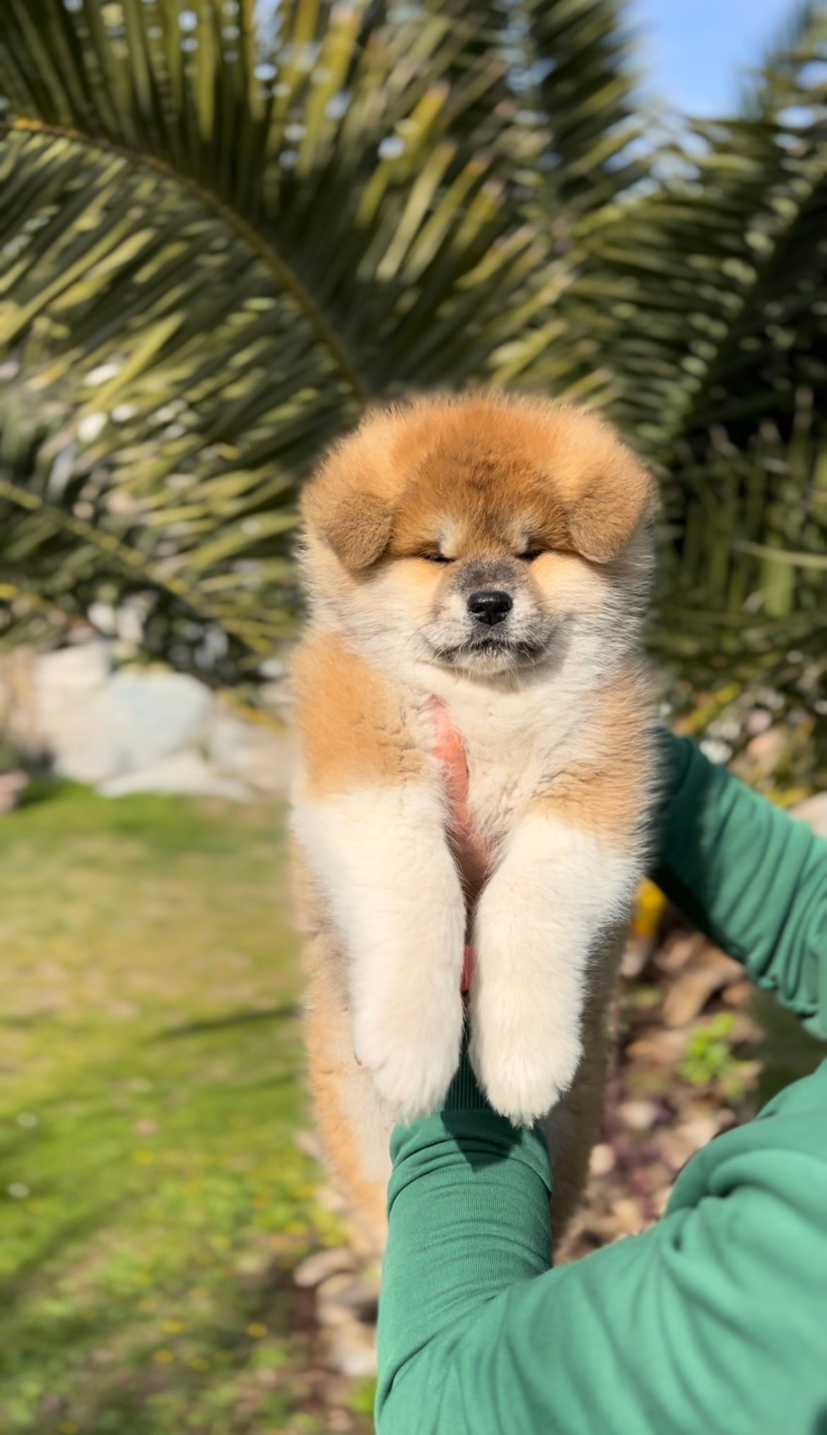 Taihei — foto 10