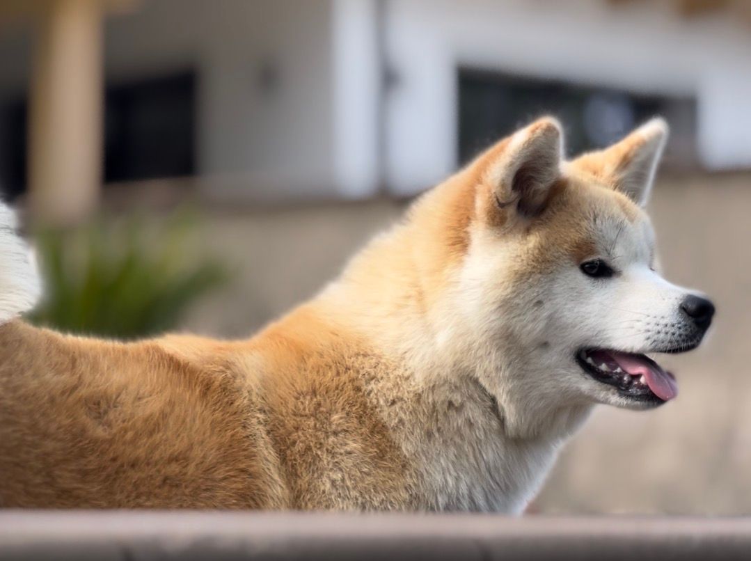 Akita in love 32