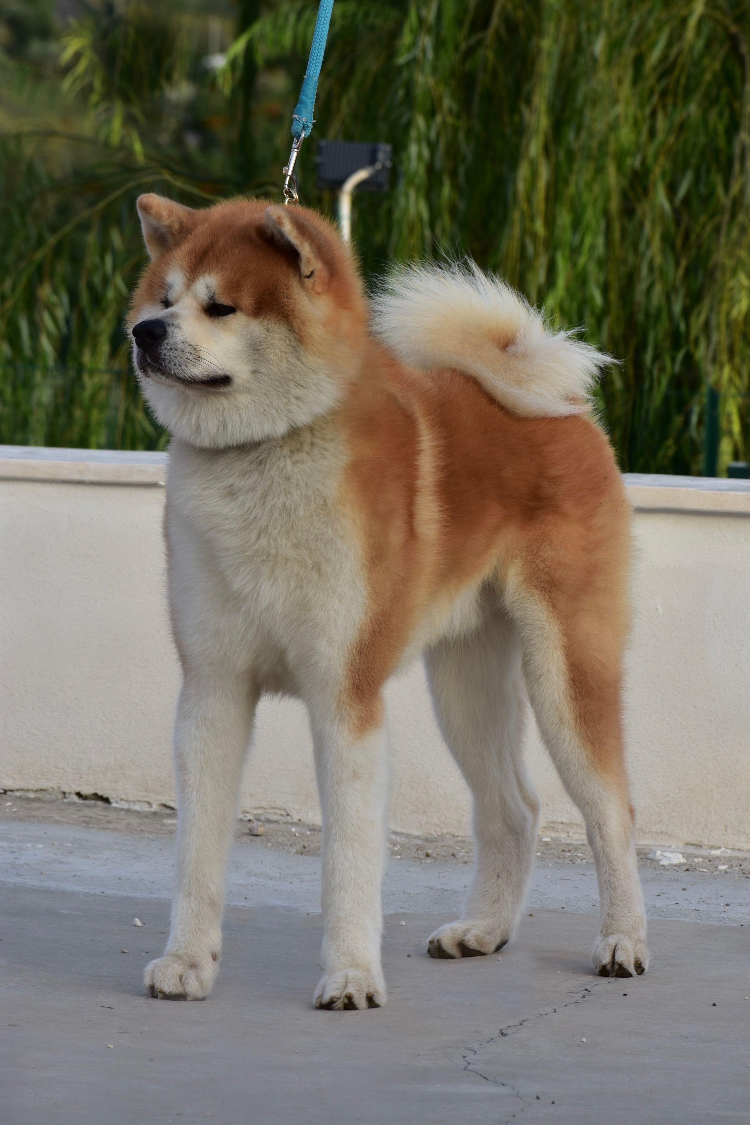 Akita in esposizione 104