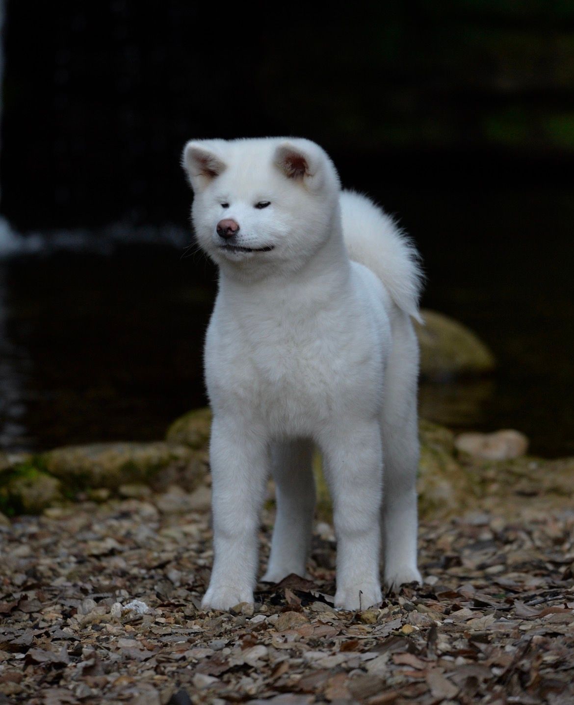 Yuki — foto 3