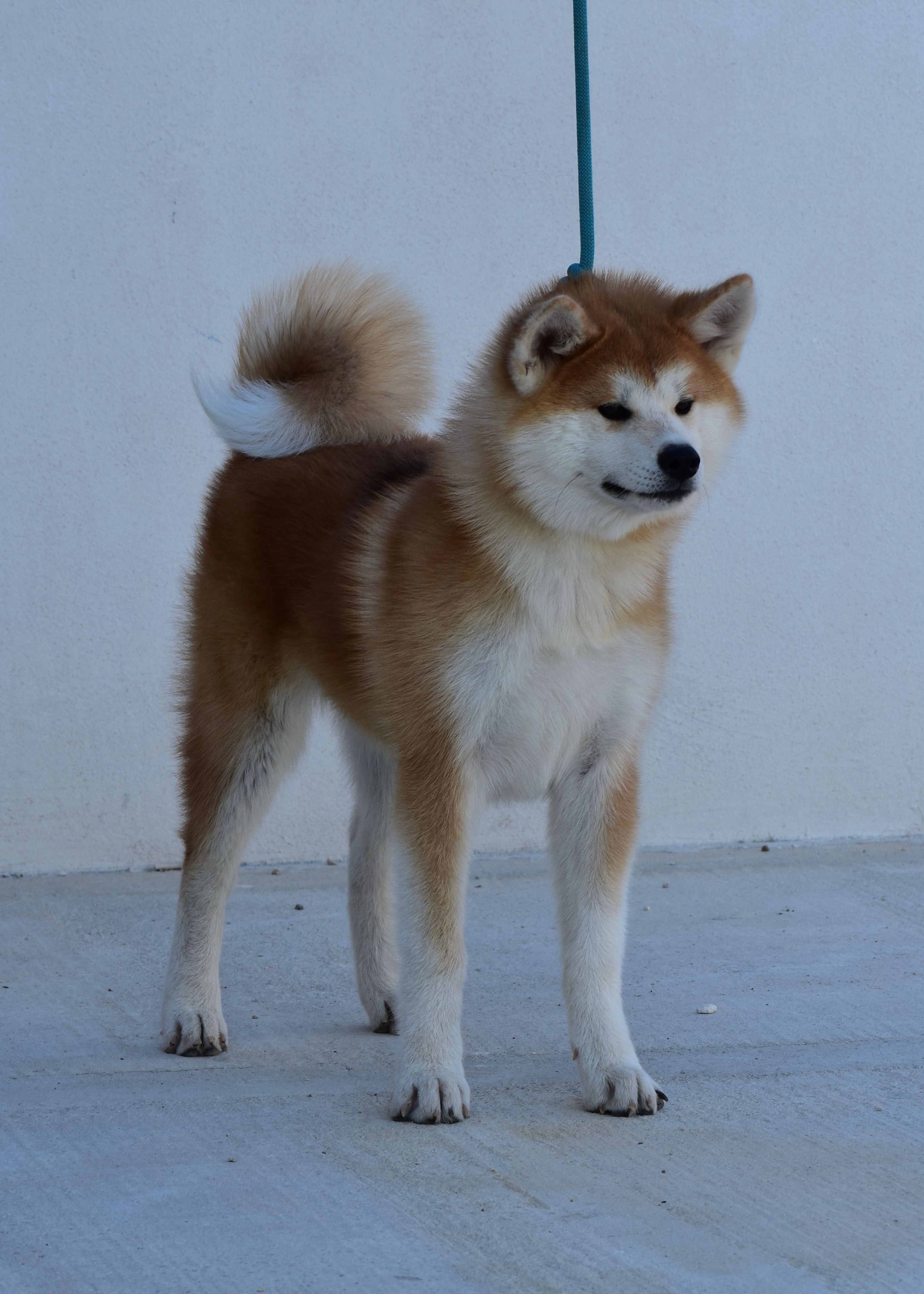 Kitzune — foto 2
