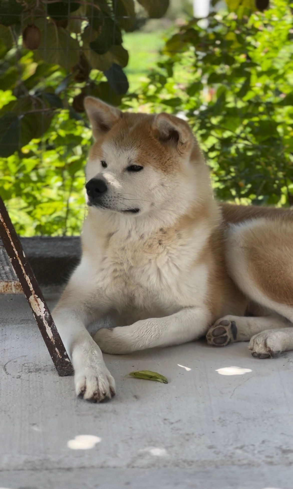 Shogun — foto 3