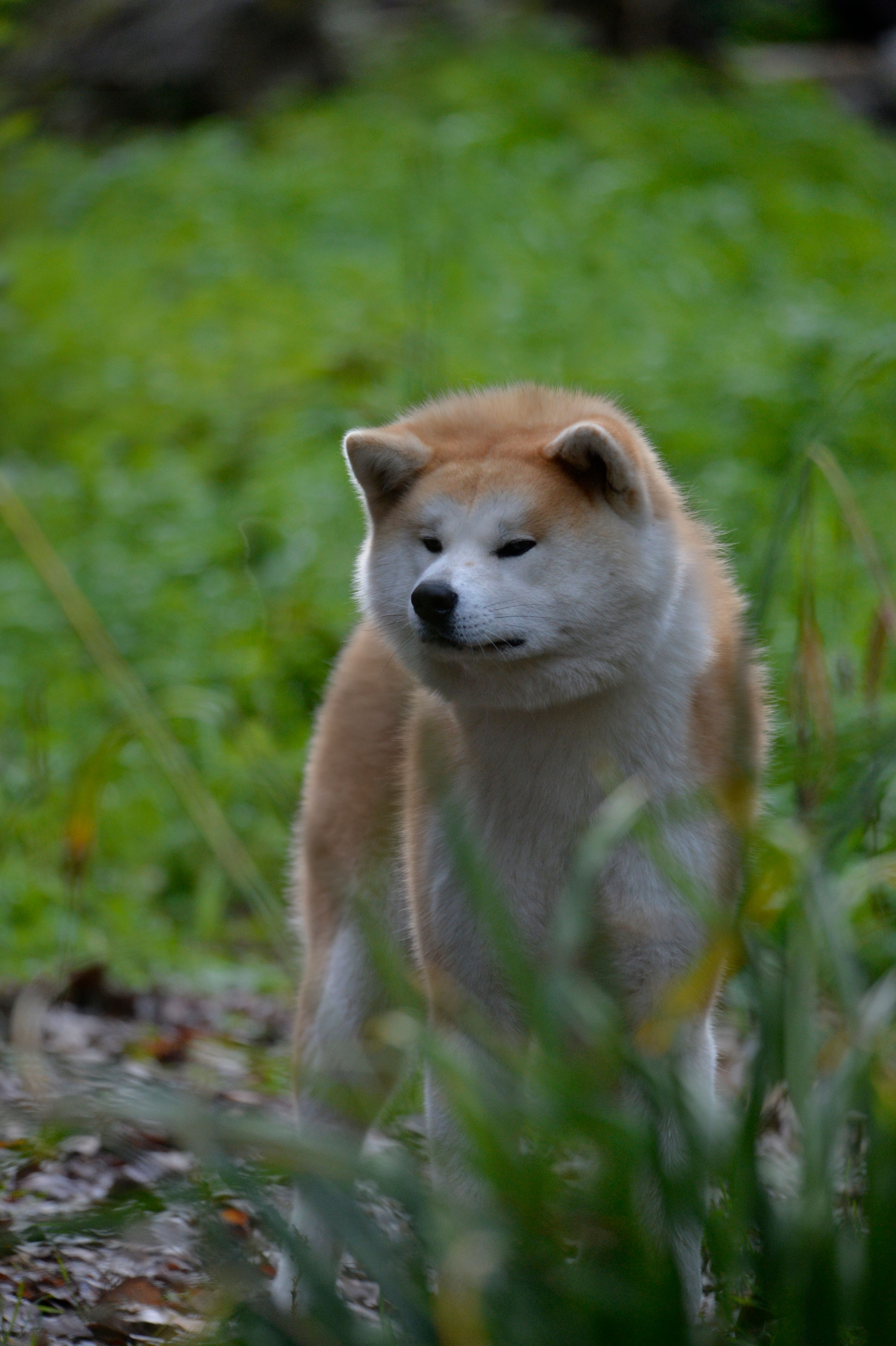 Mirai — foto 3