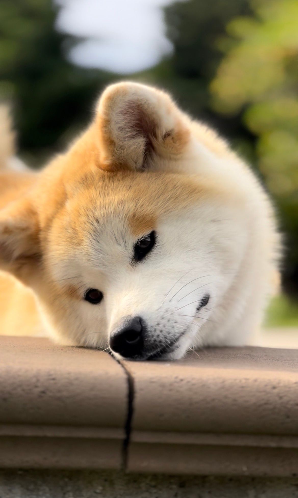 Akita nelle famiglie — foto 28