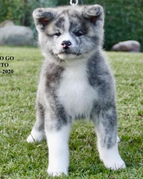 Akita in love 3