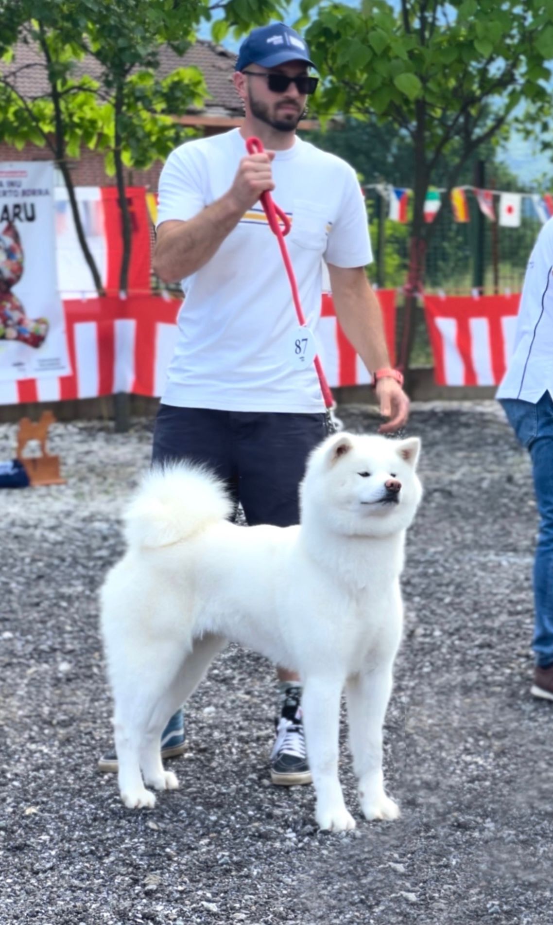 Akita in esposizione 33