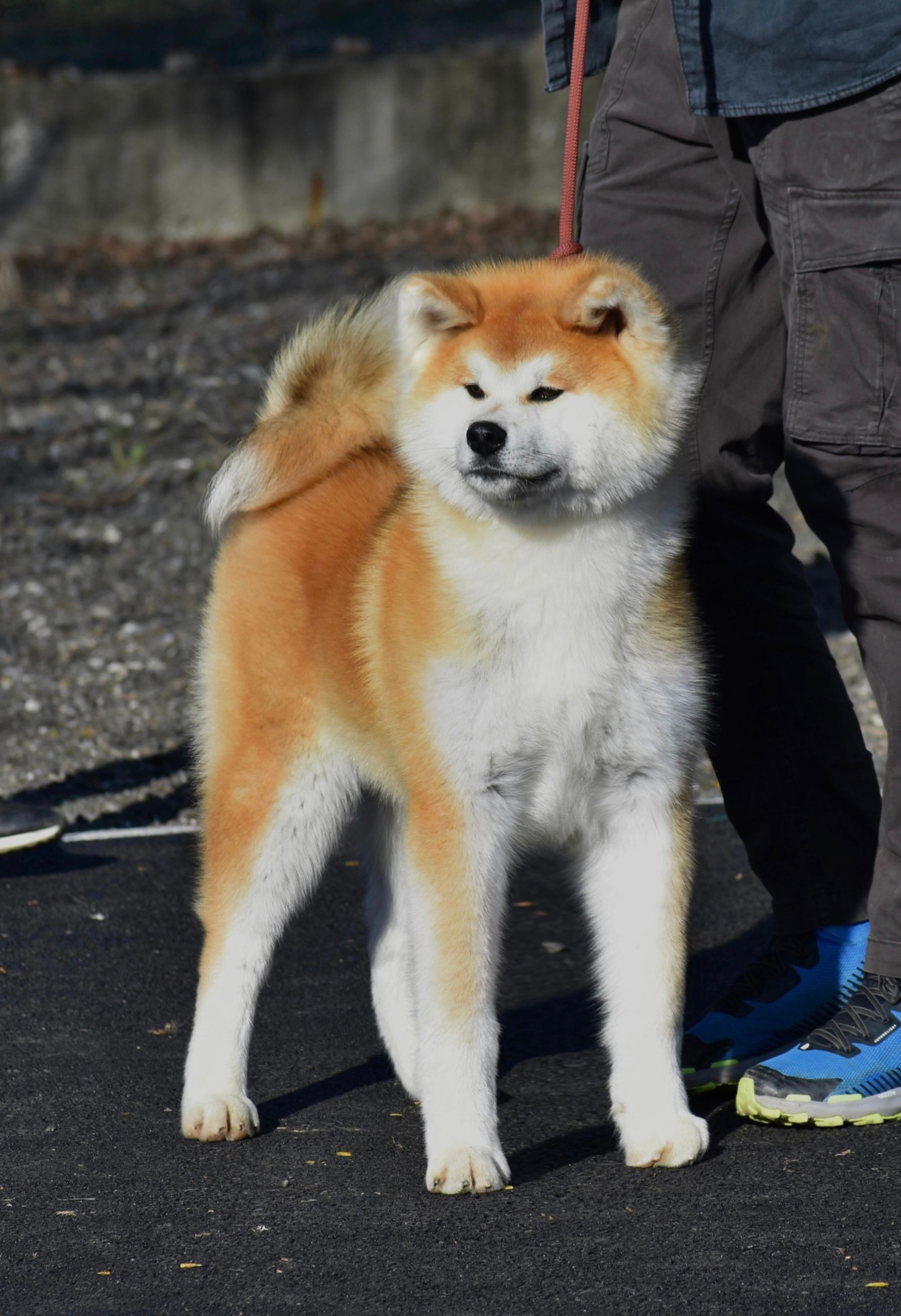 Akita in esposizione 39