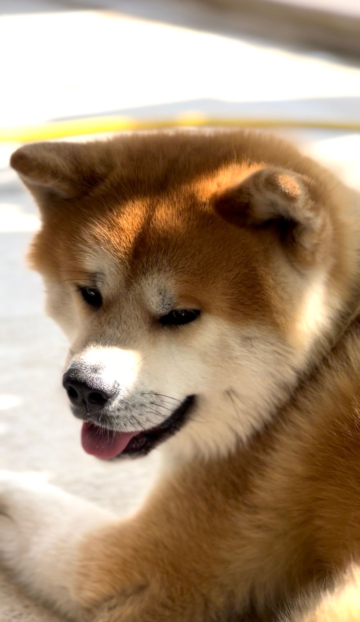 Taihei — foto 7