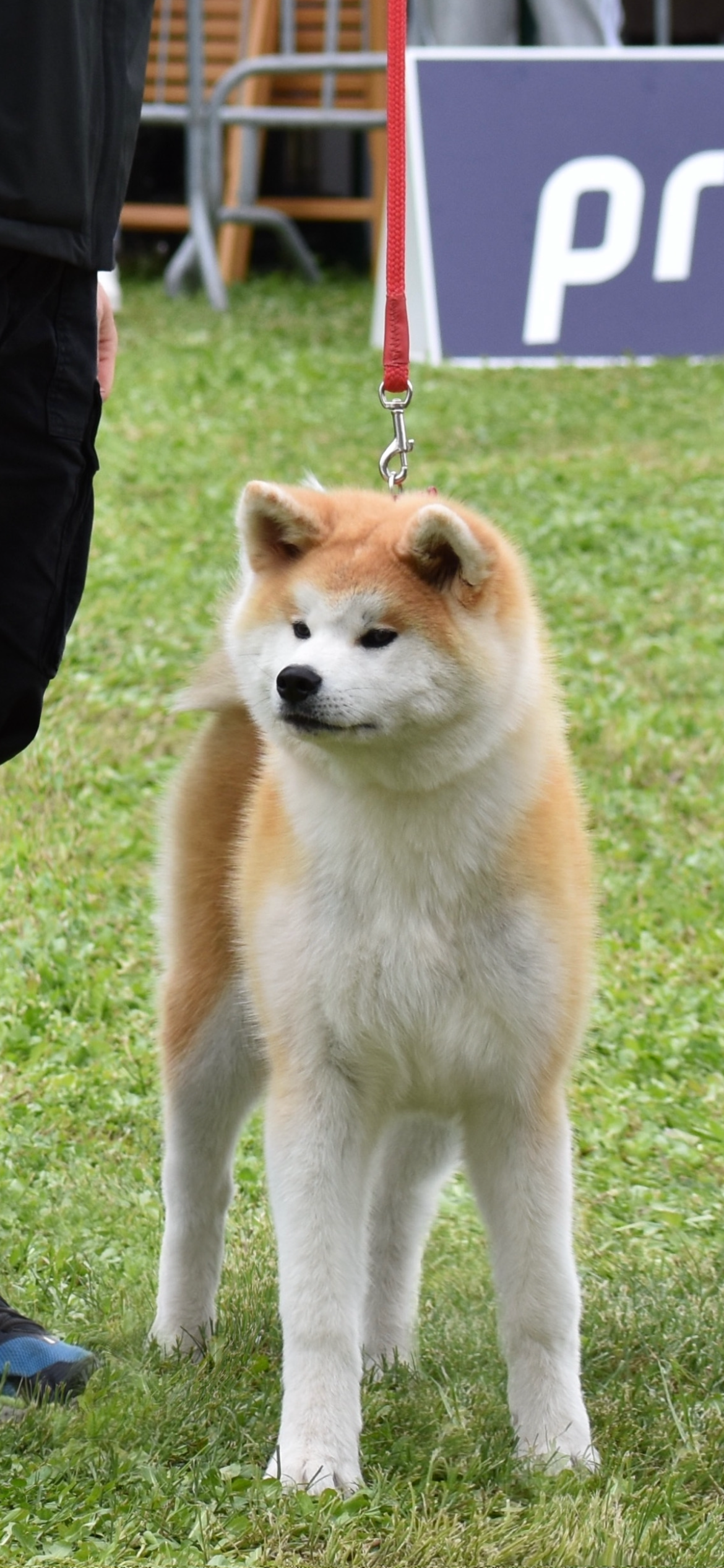Akita in esposizione 75