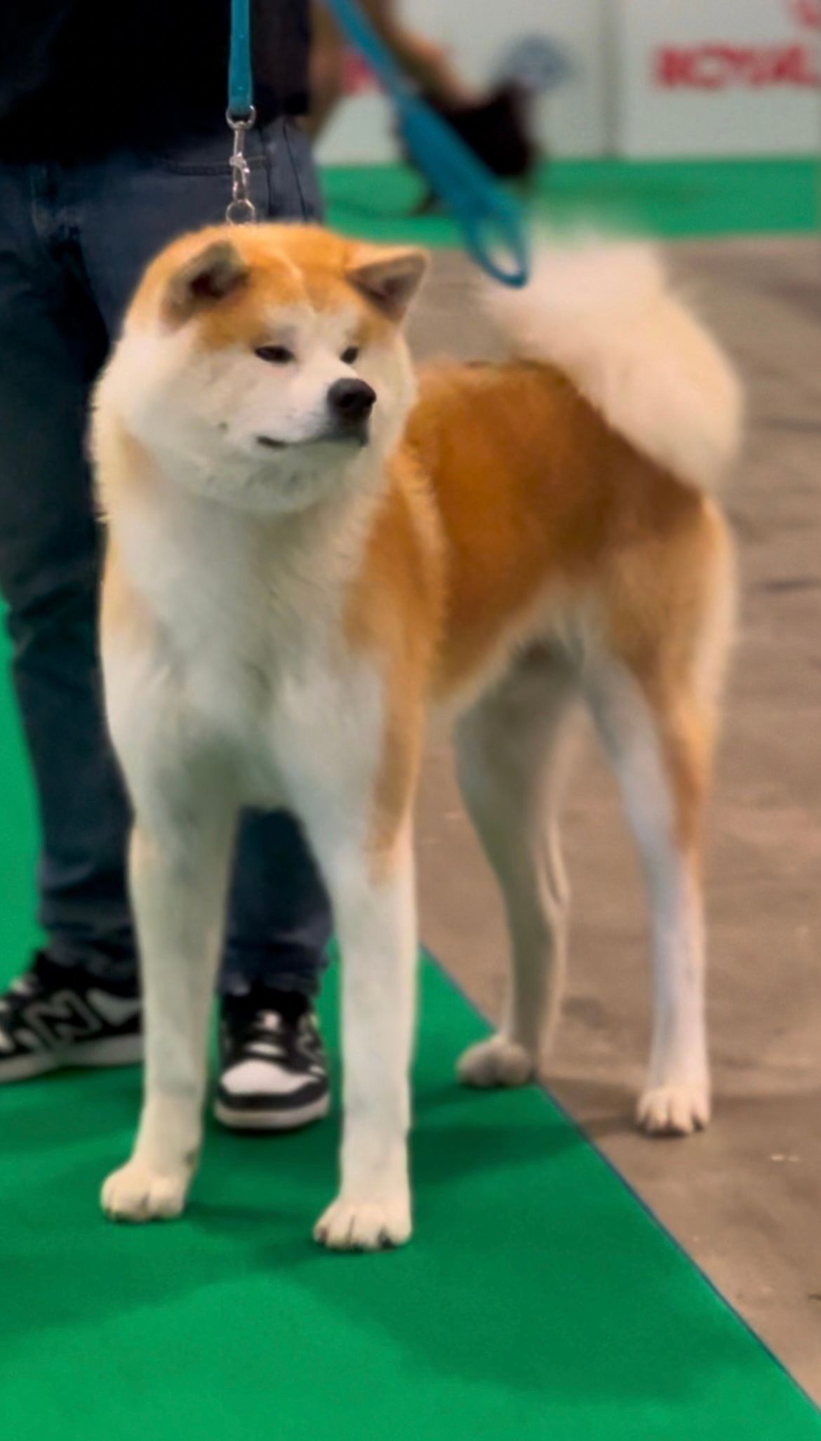 Akita in esposizione 17