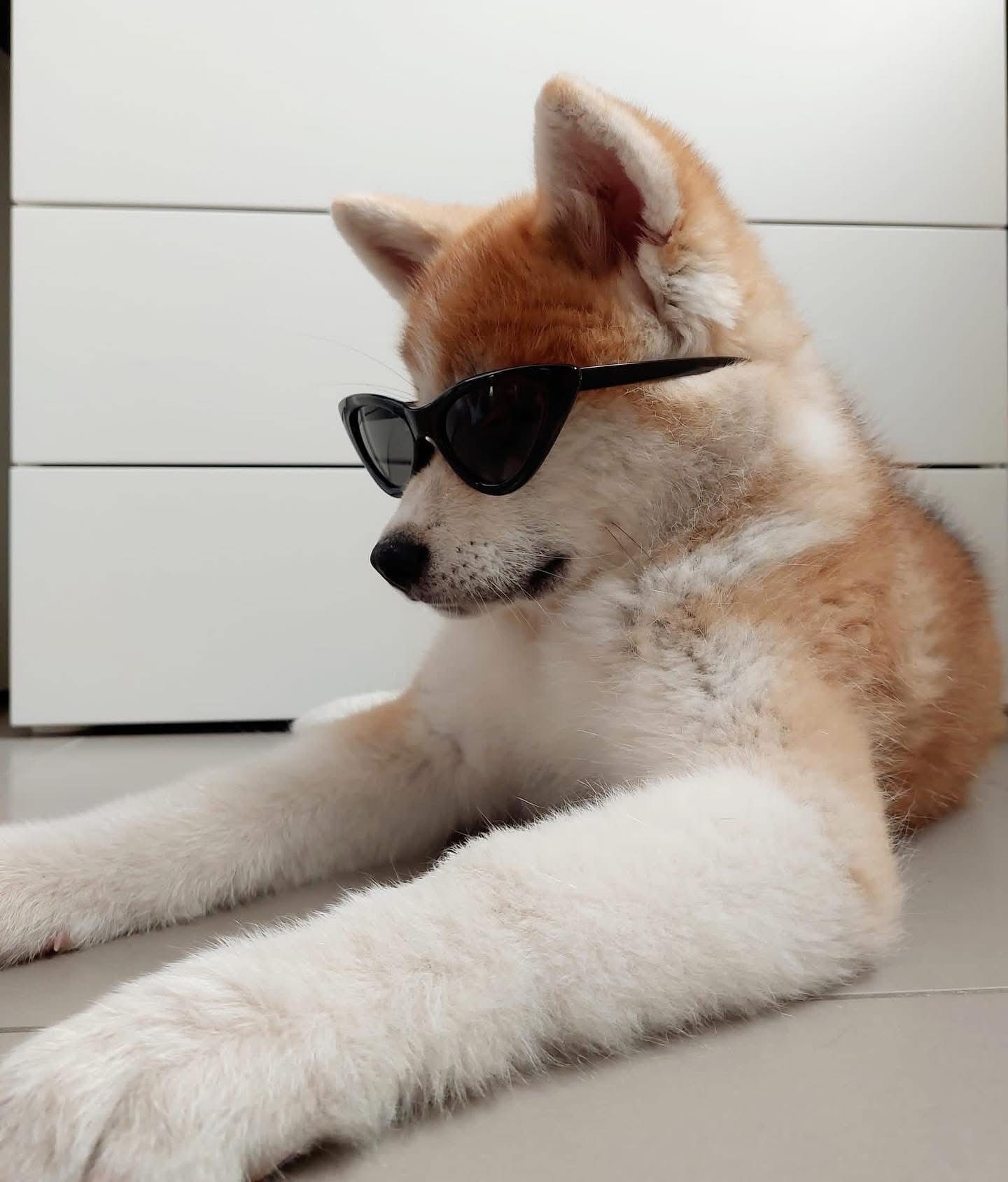Akita nelle famiglie — foto 36