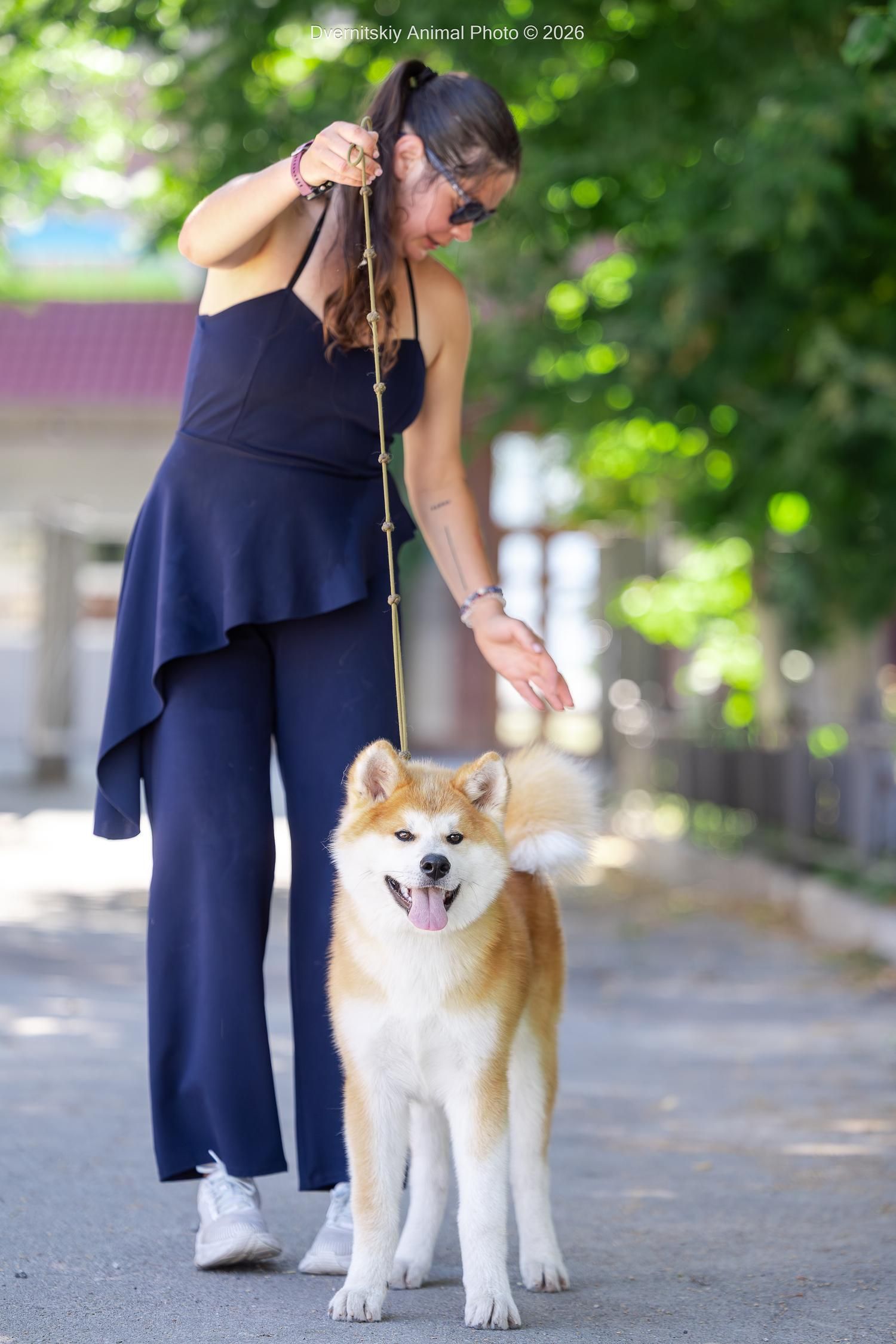 Akita in esposizione 106