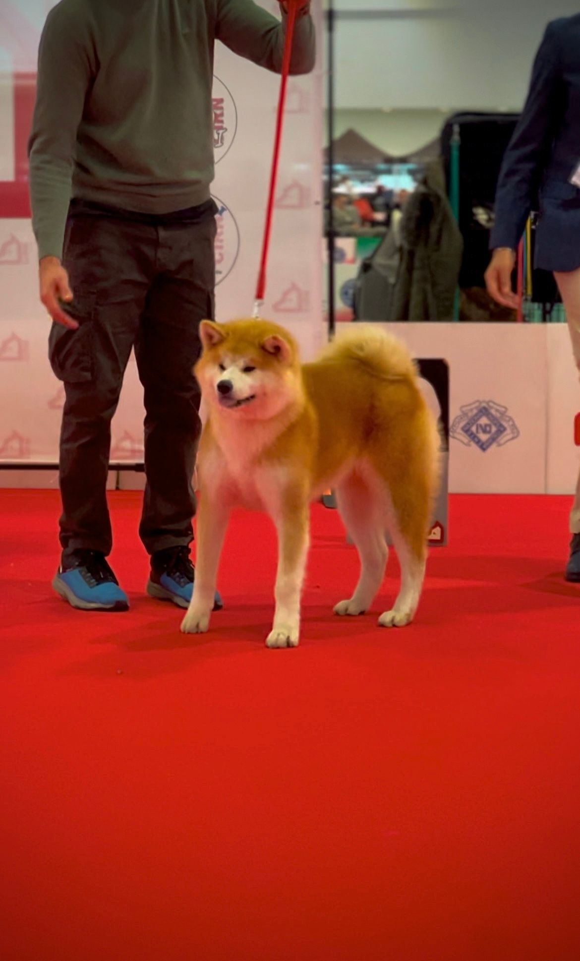 Akita in esposizione 34