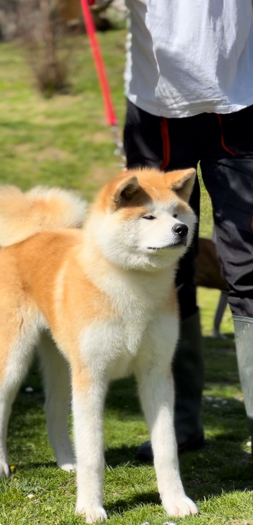 Shōgun Shou  — foto 6