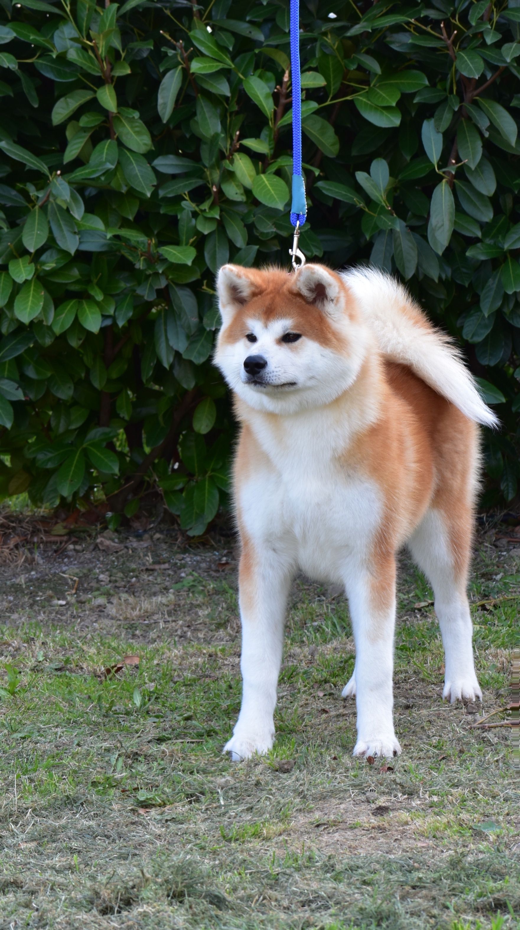 Goromaru — foto 6
