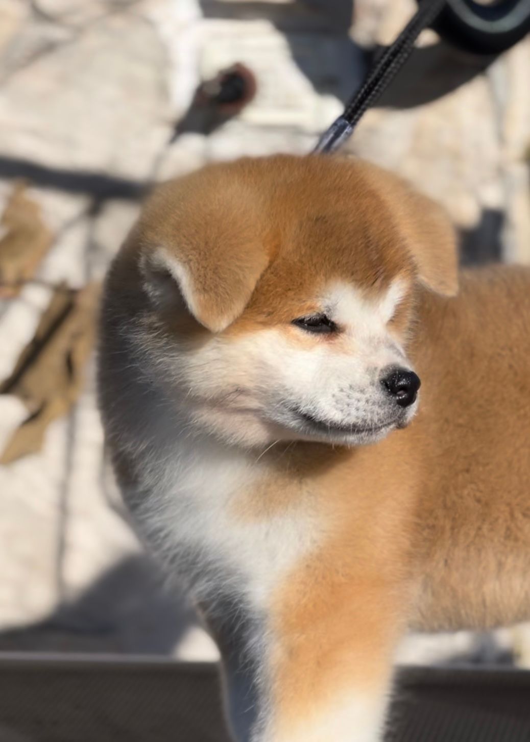 Goromaru — foto 1