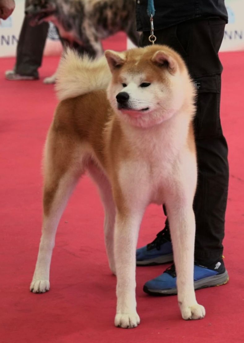 Akita in esposizione 37