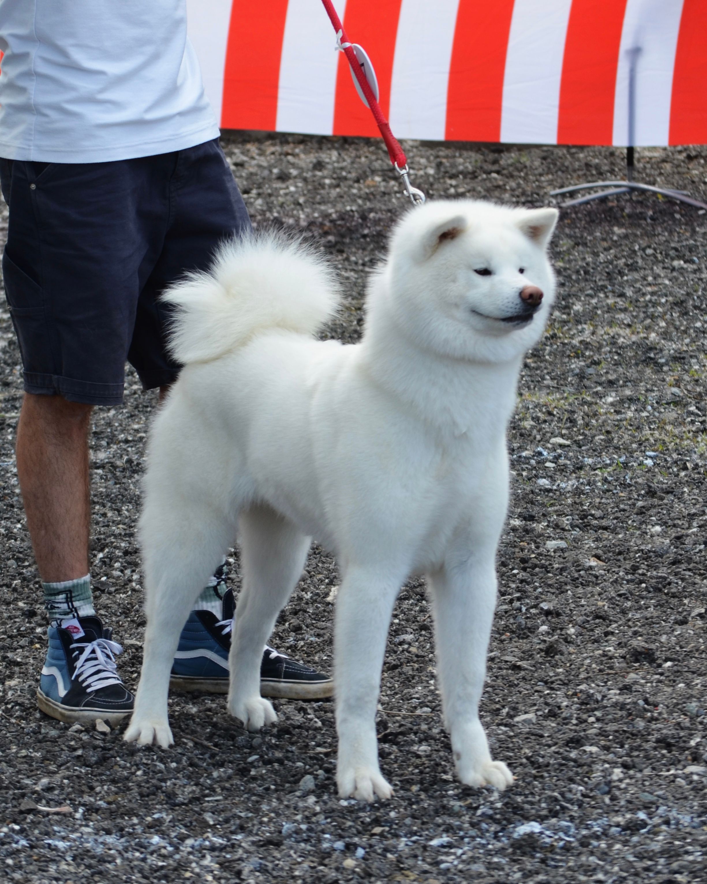 Akita in esposizione 22