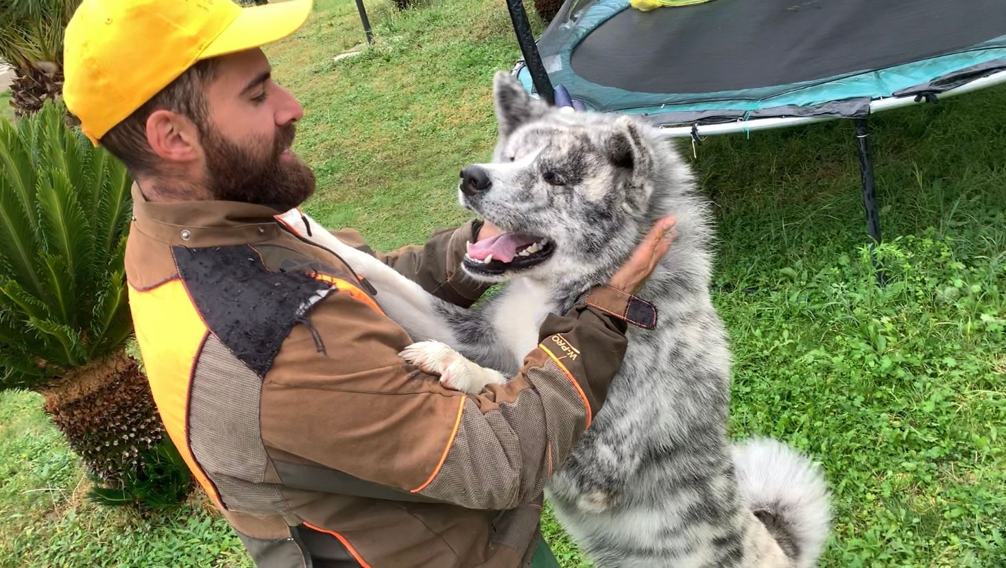 Akita in love 12