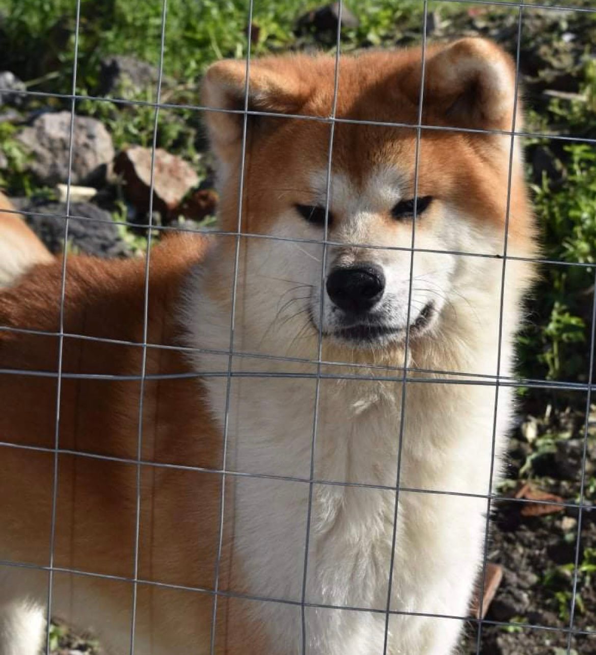 Daigo  — foto 1