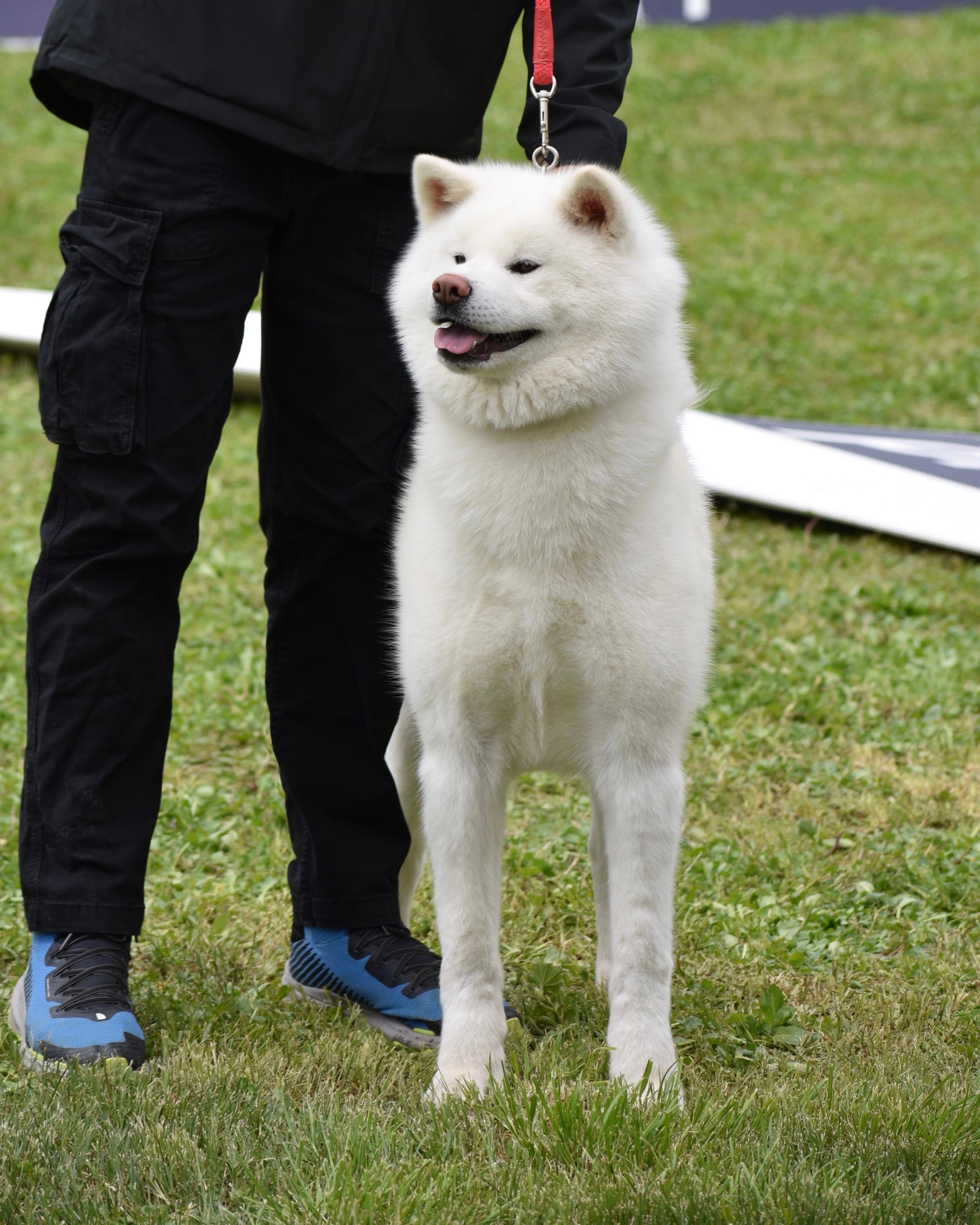 Akita in esposizione 14