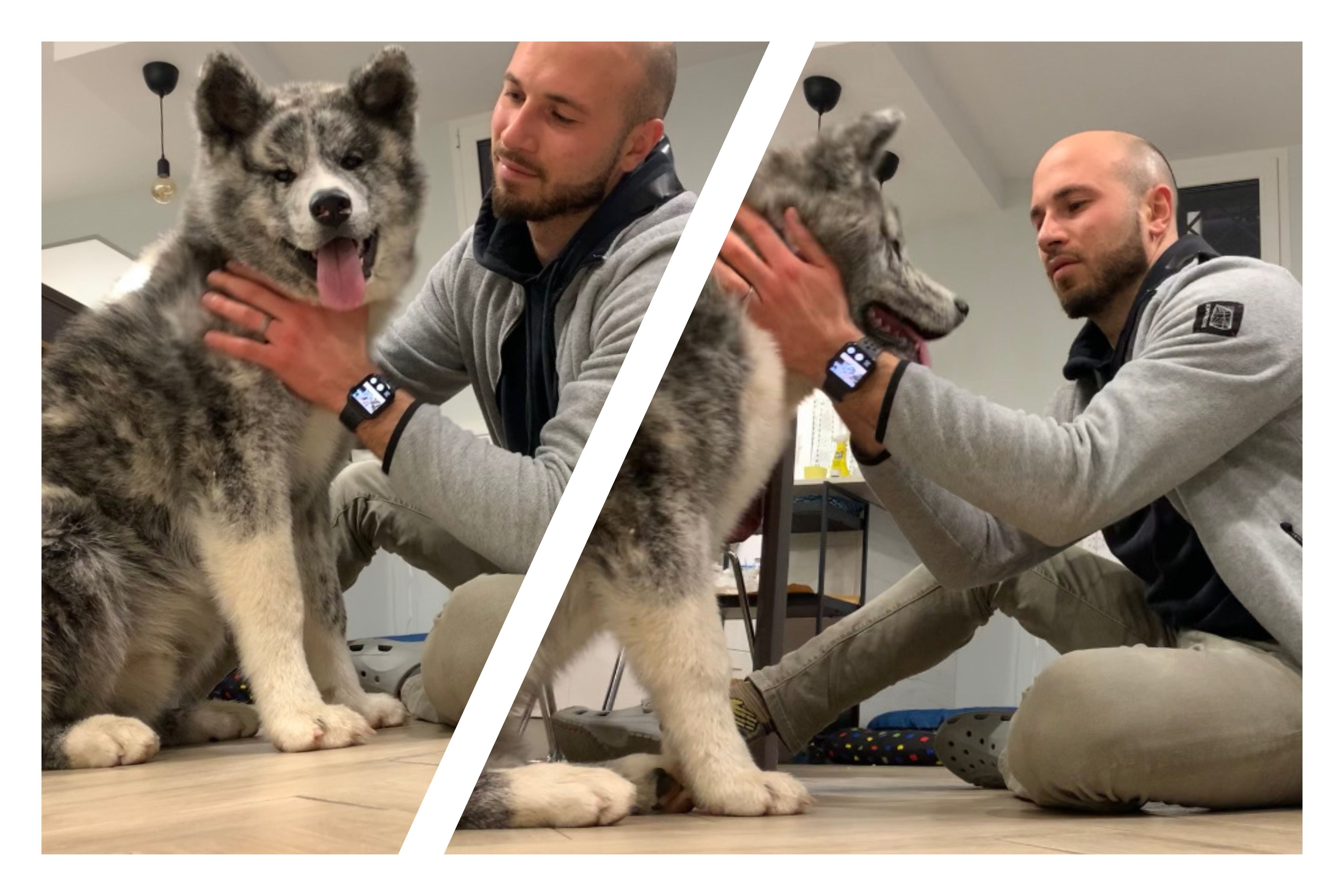 Akita in love 7