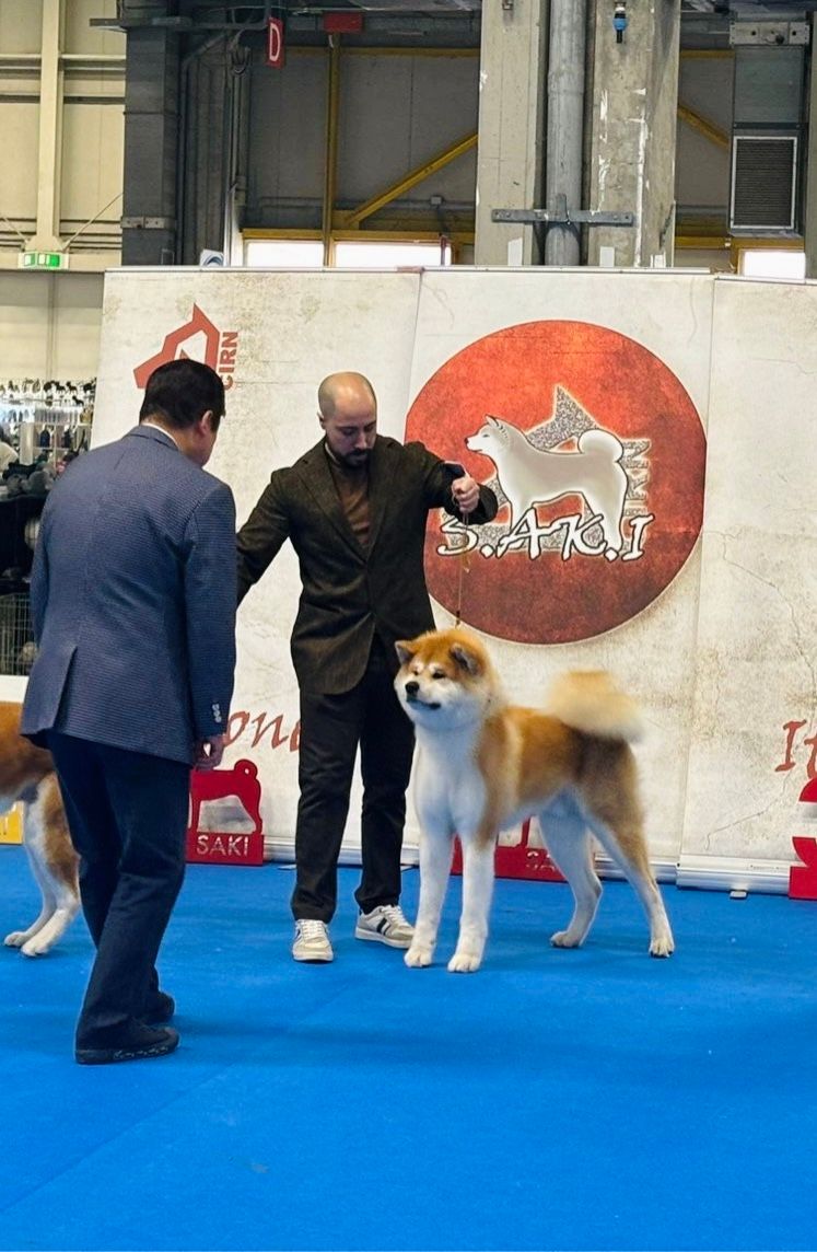 Akita in esposizione 32