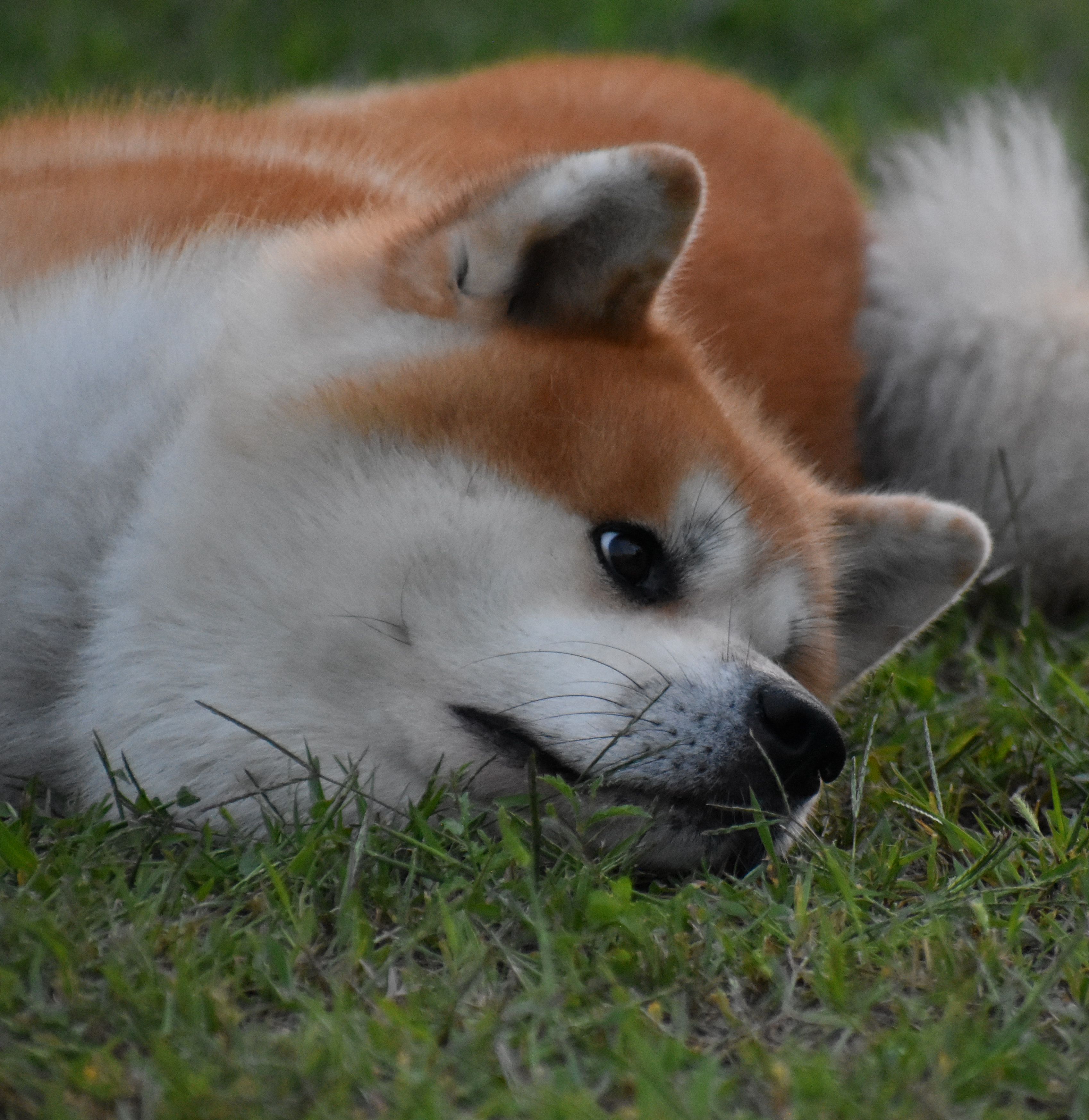 Taihei — foto 4
