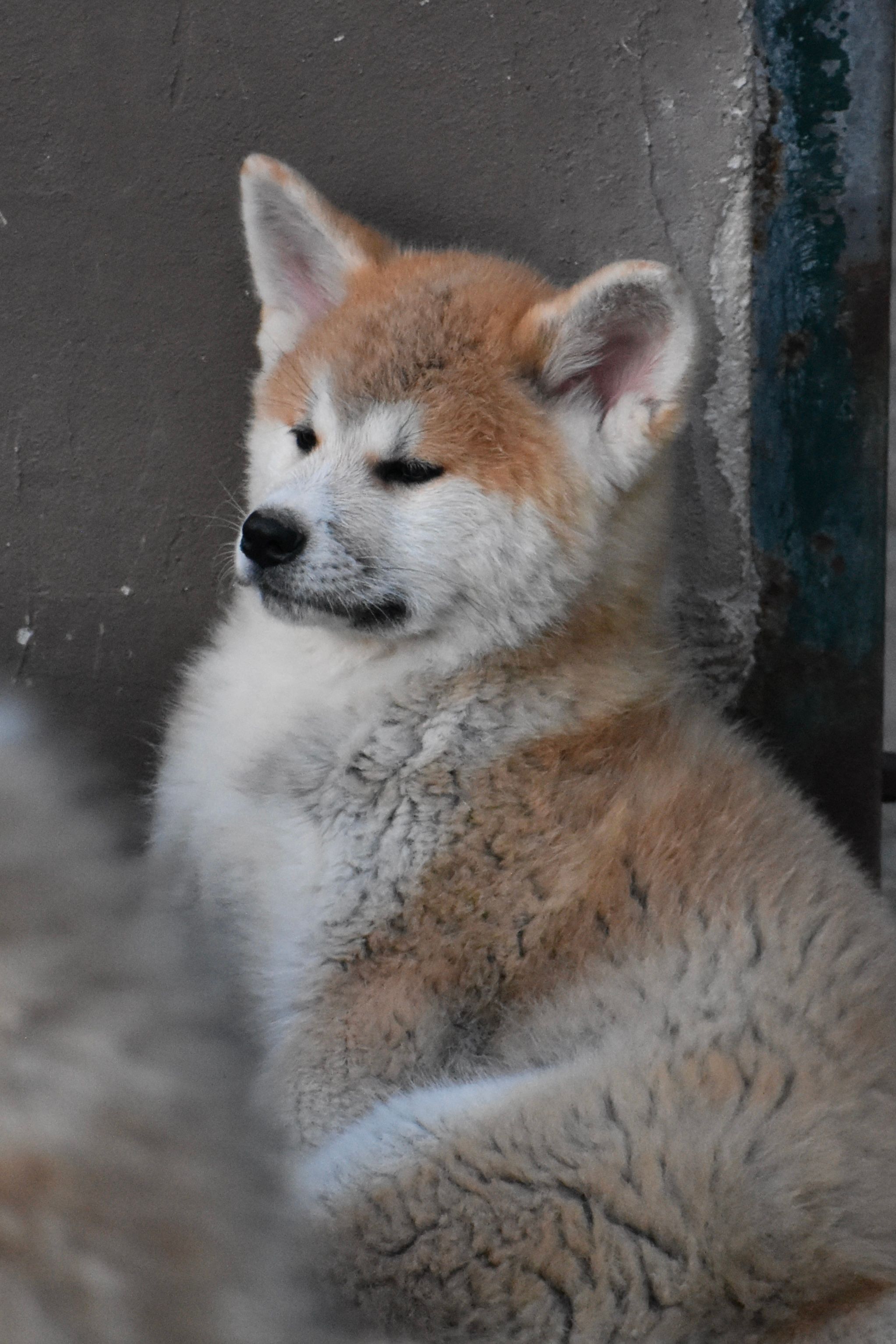 Arashi Shou  — foto 4