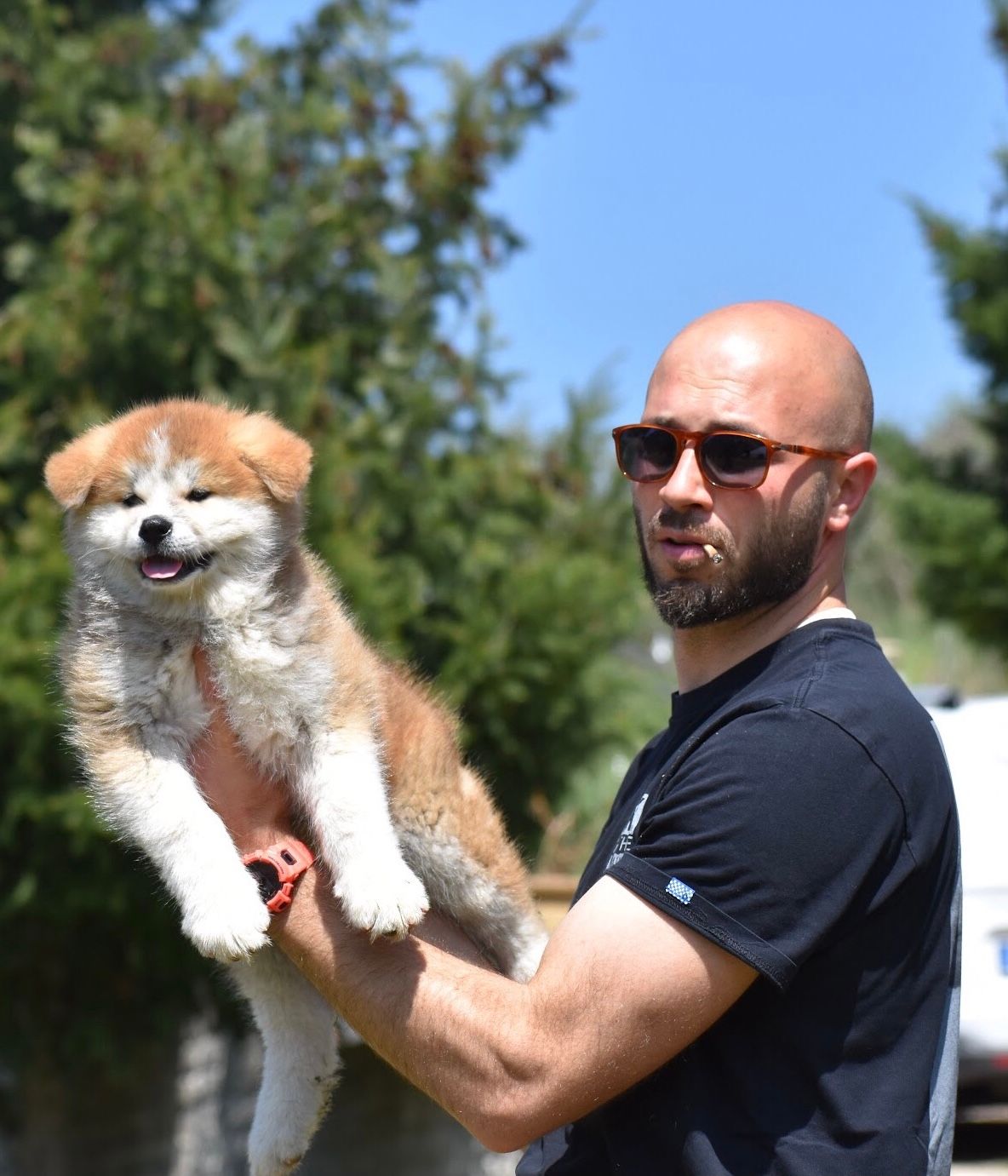 Akita in love 9