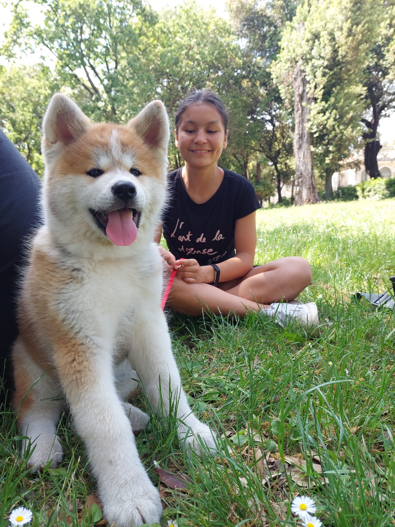 Akita nelle famiglie — foto 12