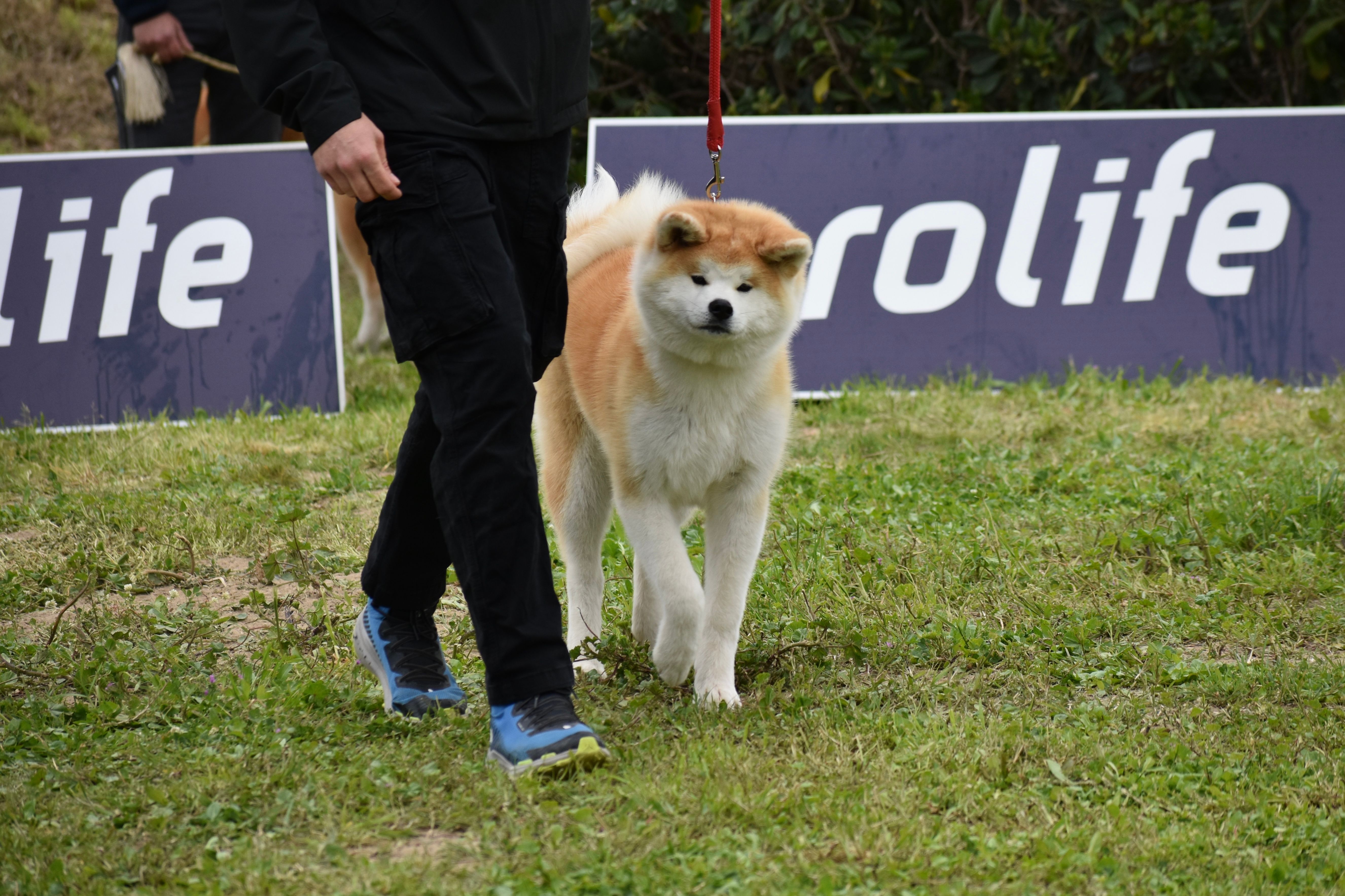 Akita in esposizione 92